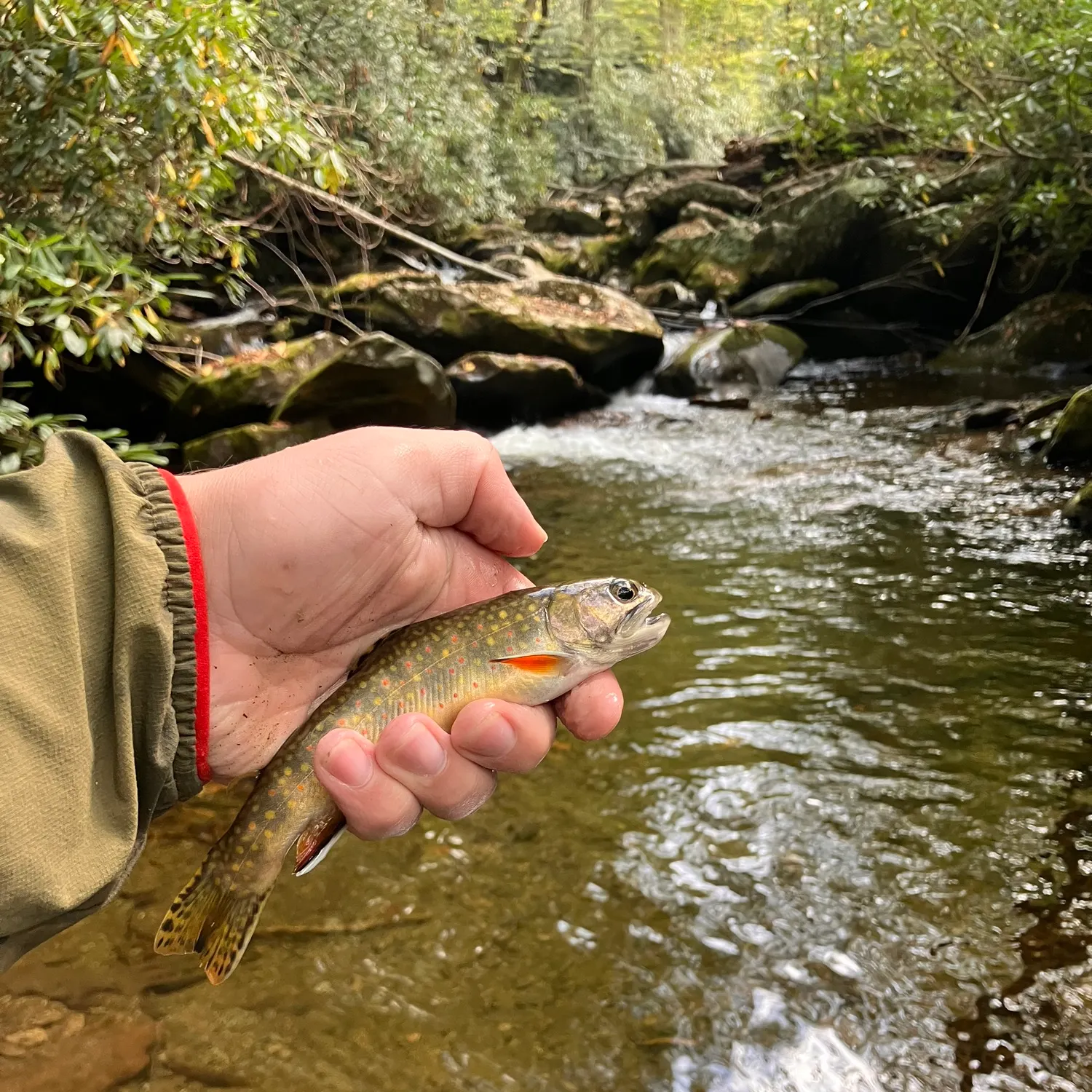 recently logged catches