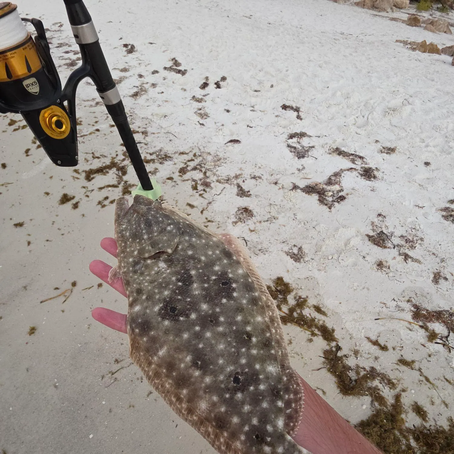 The most recent Gulf flounder catches on Fishbrain