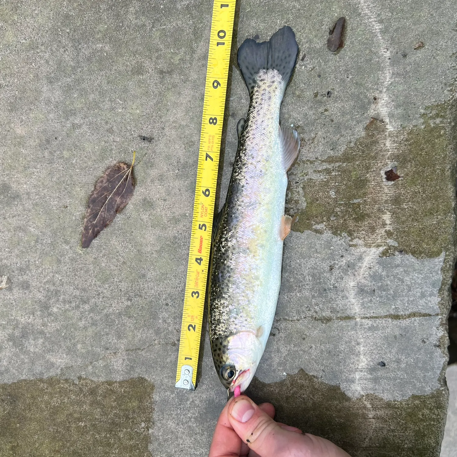 recently logged catches