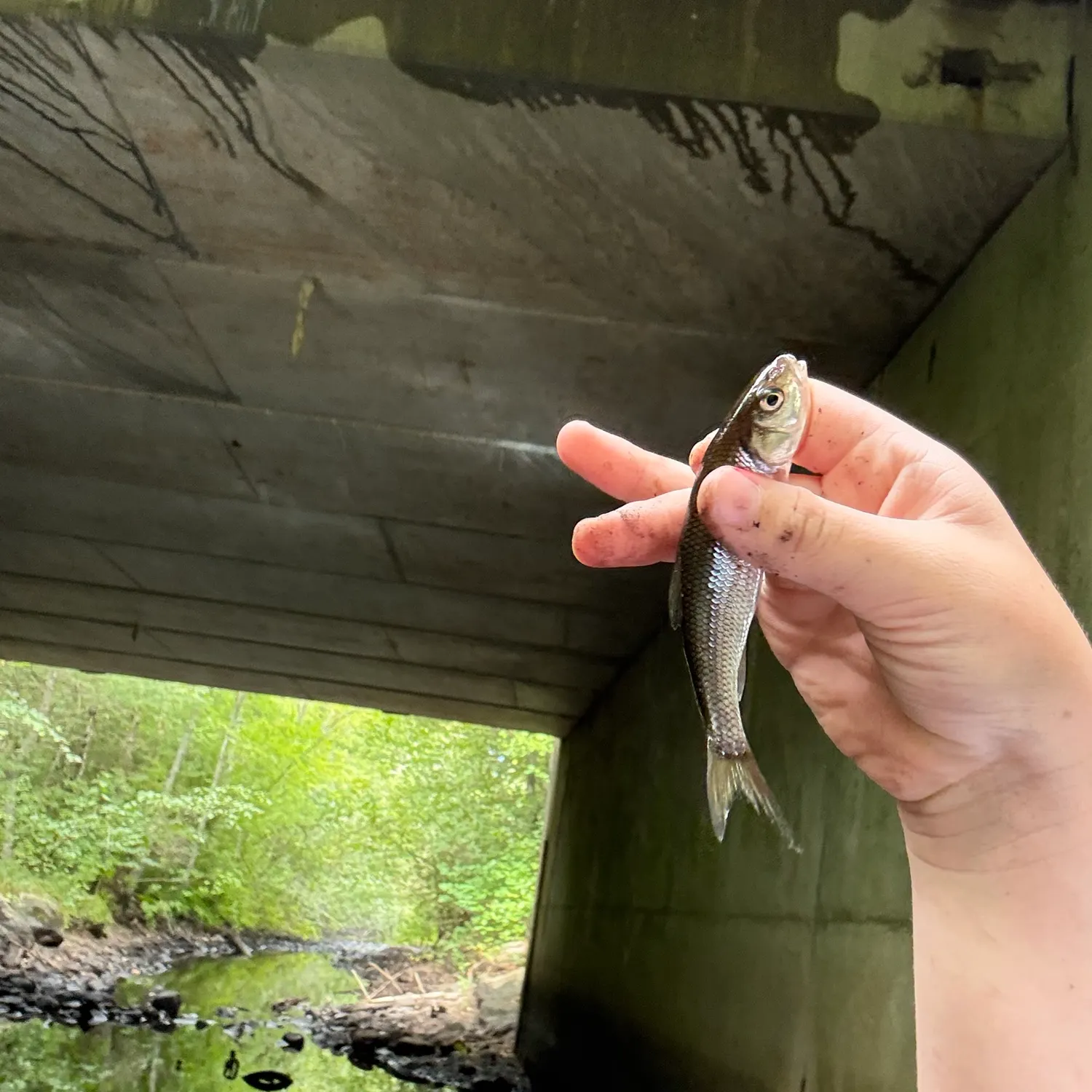 Fallfish caught on Fishbrain