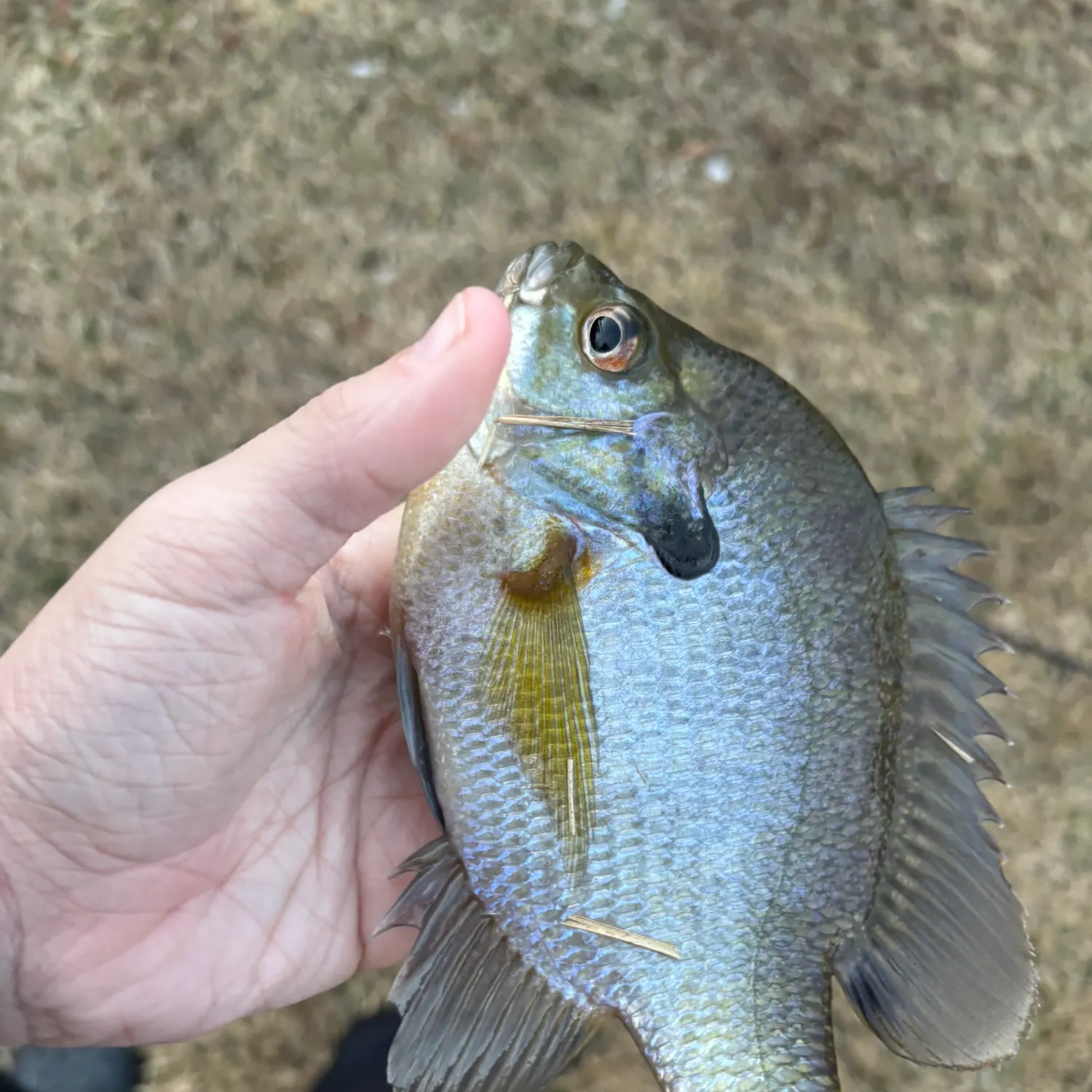 The most recent Bluegill catches on Fishbrain