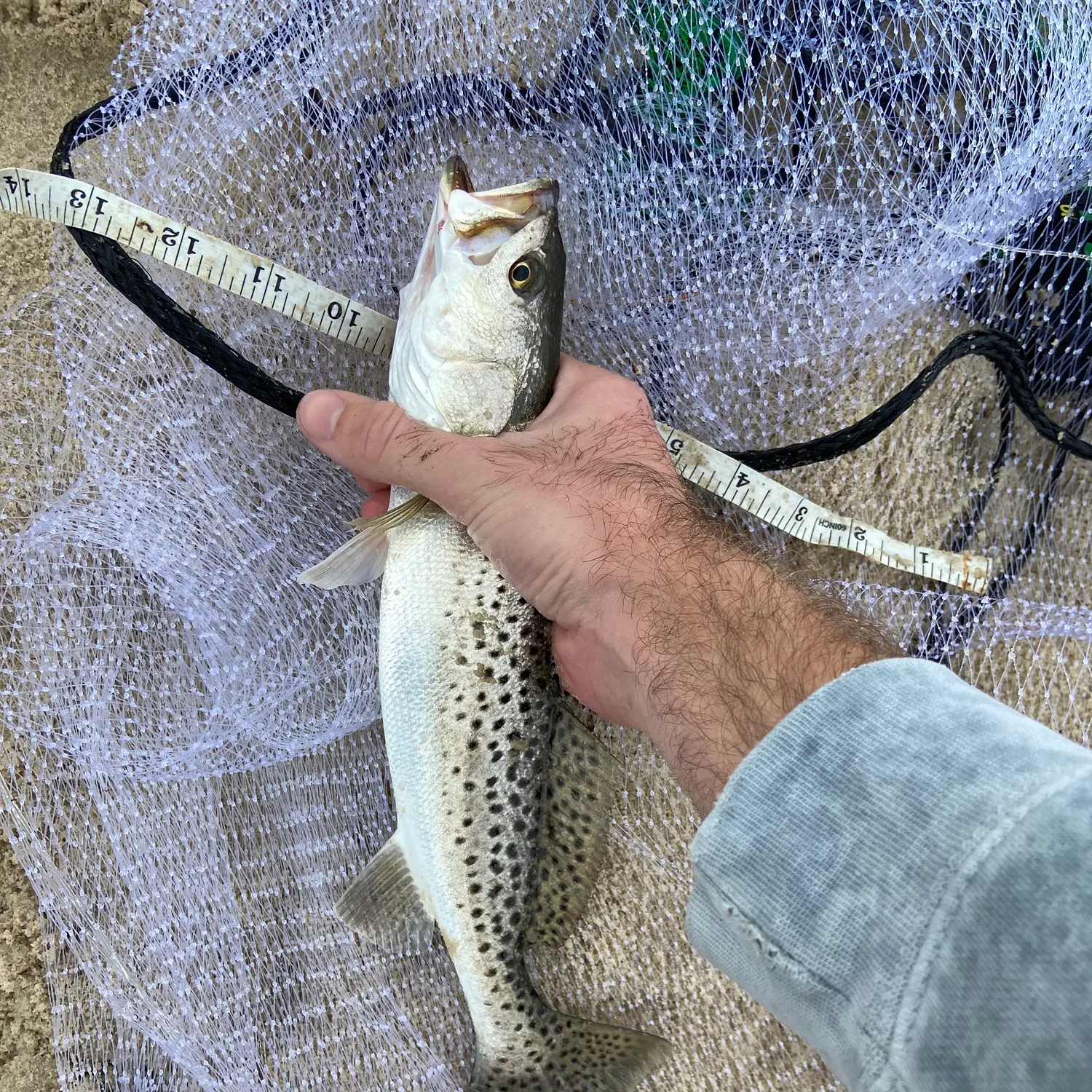 Spotted seatrout caught on Fishbrain