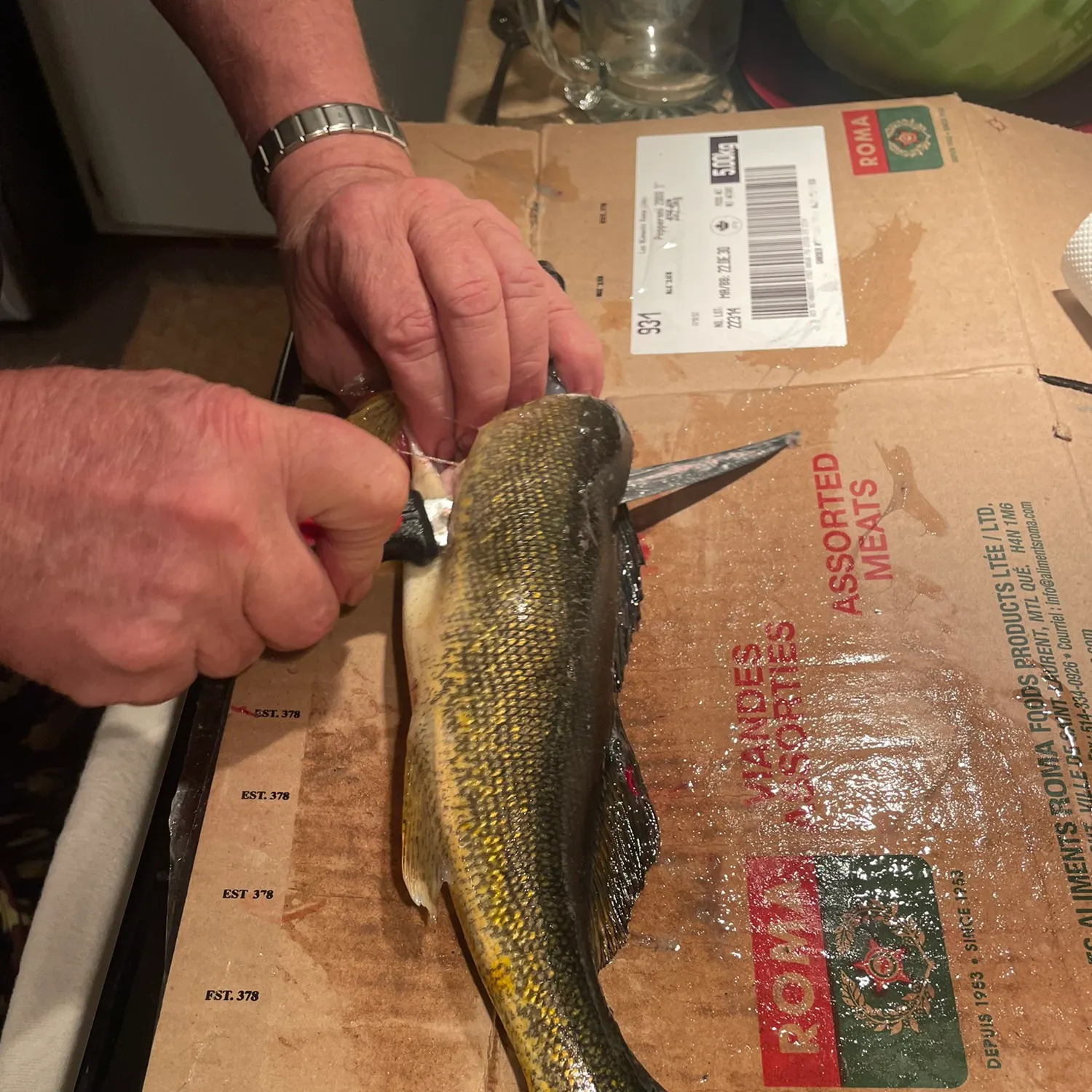 recently logged catches