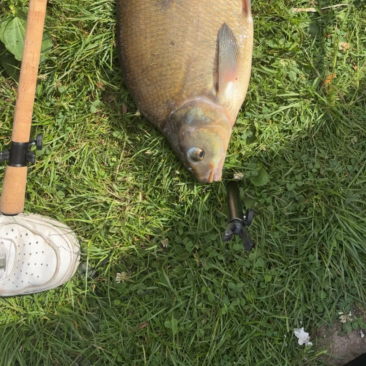 Common bream caught on Fishbrain