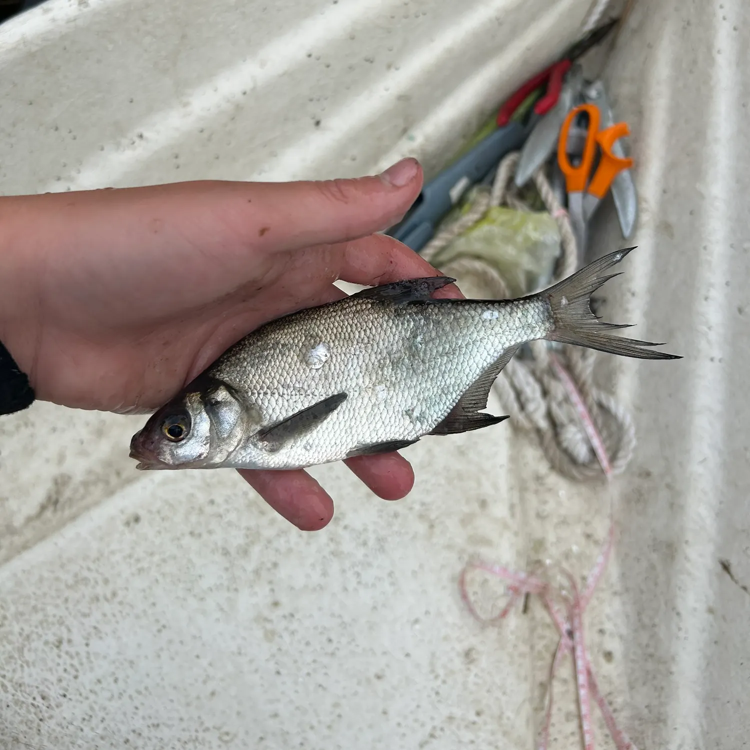 The most recent Zope catches on Fishbrain