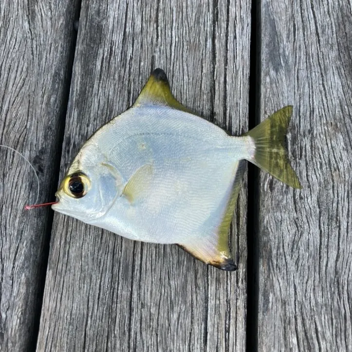 The most recent Silver moony catches on Fishbrain