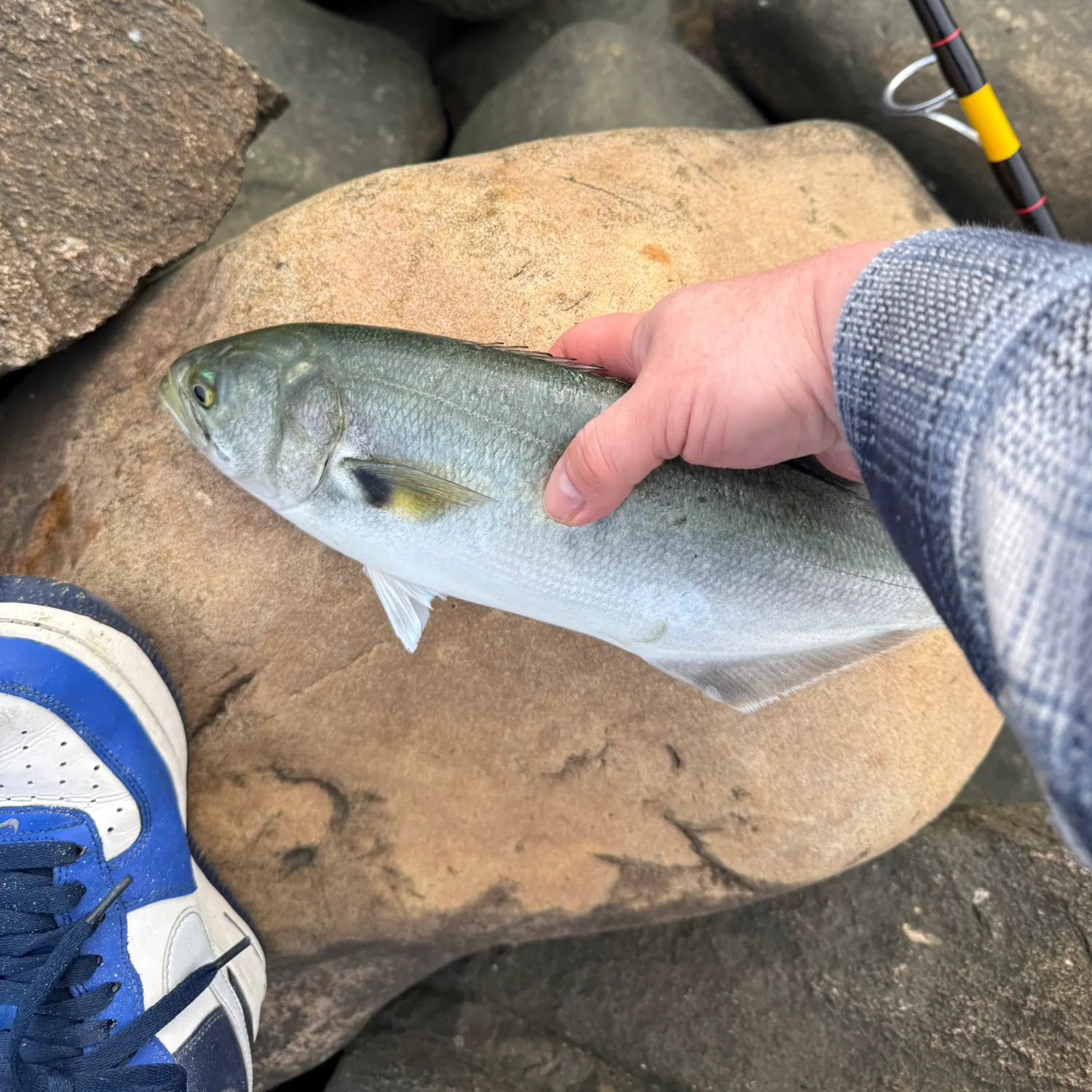 Bluefish caught on Fishbrain