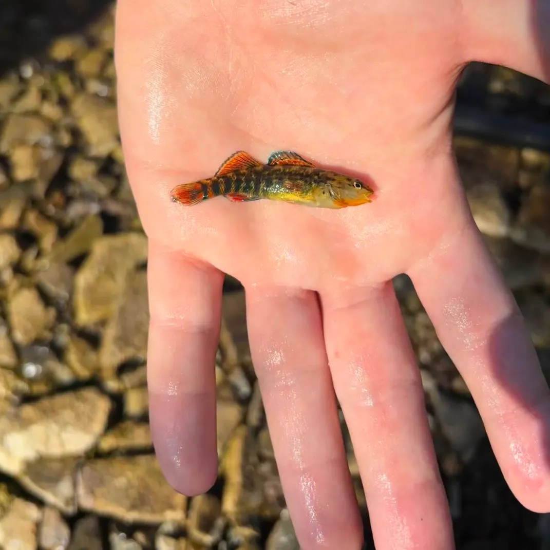 The most recent Rainbow darter catches on Fishbrain