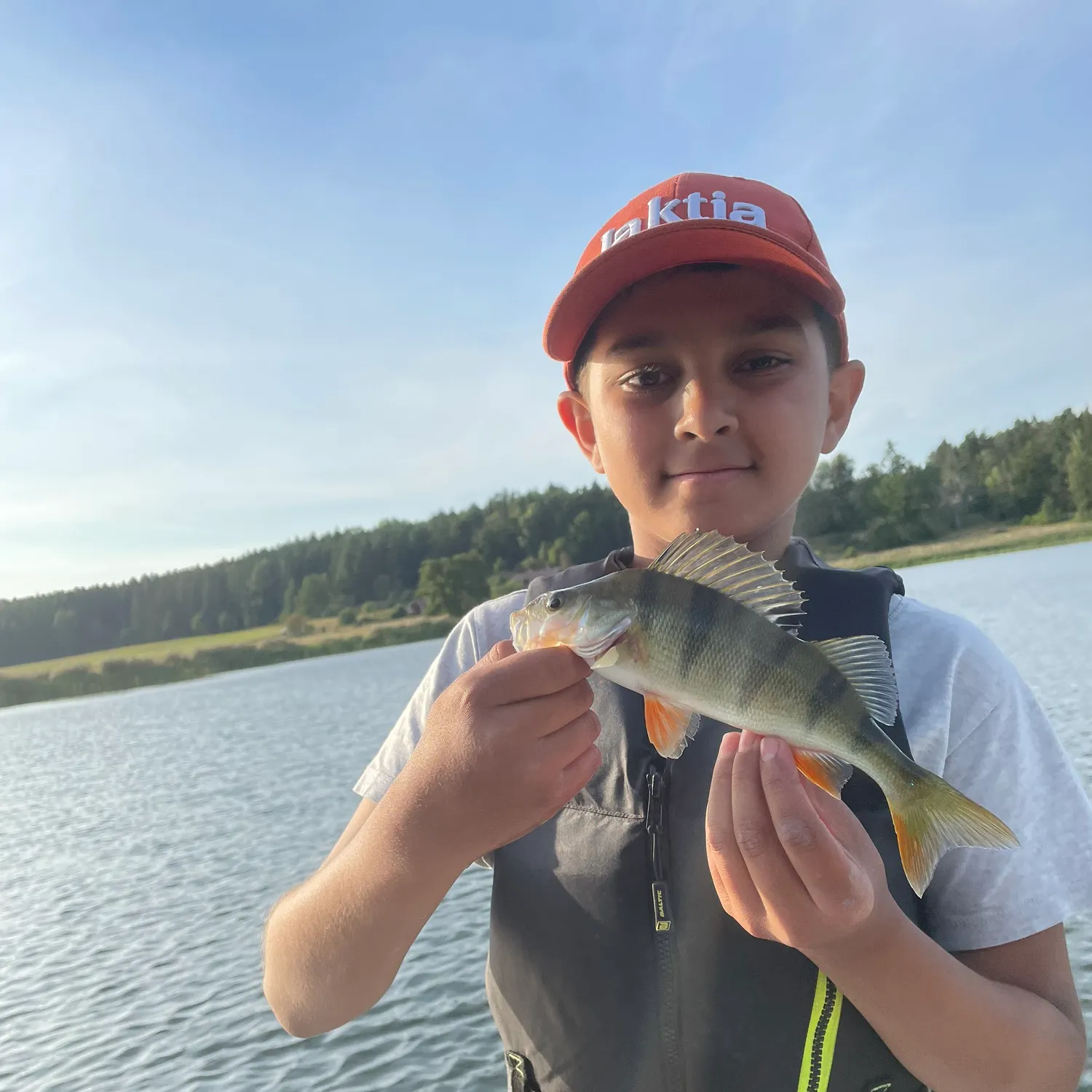 European perch caught on Fishbrain