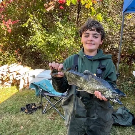 Chinook salmon caught on Fishbrain