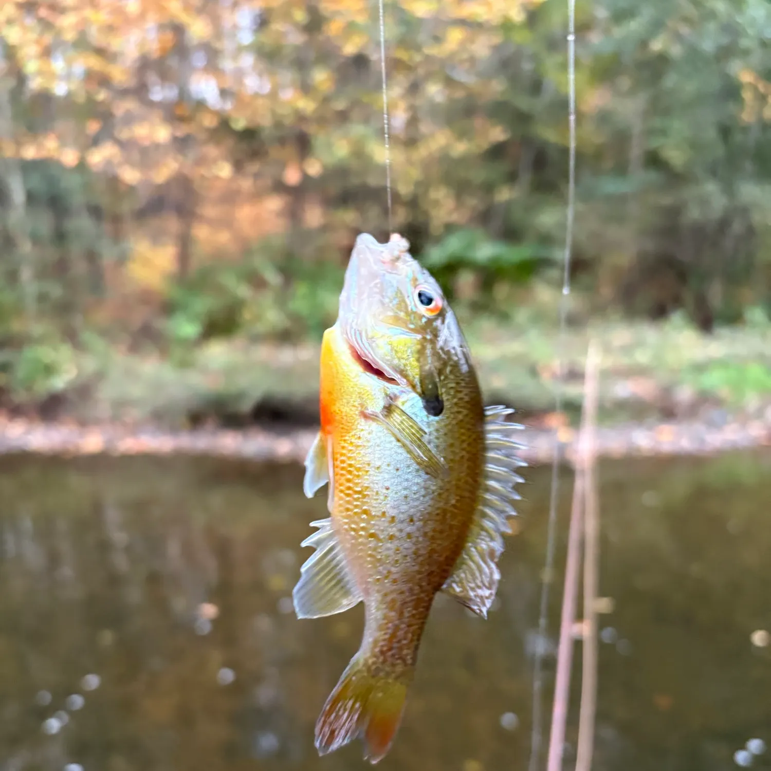 Redbreast sunfish caught on Fishbrain