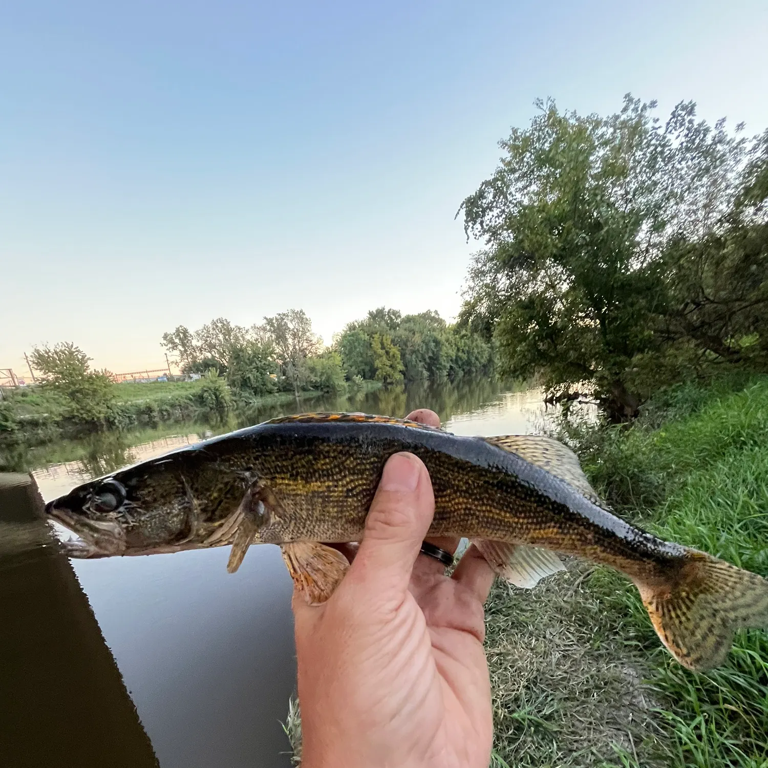 Sauger caught on Fishbrain