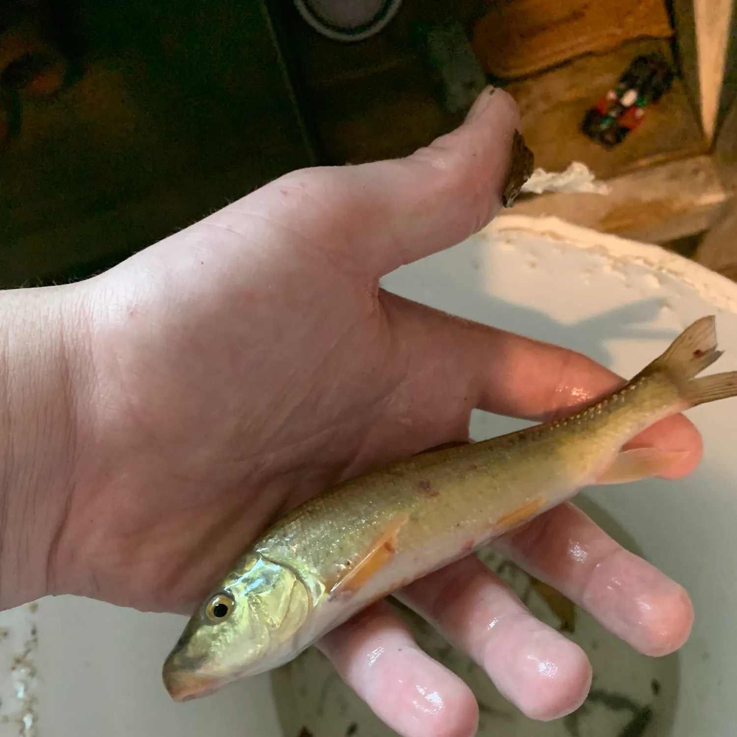 The most recent Western blacknose dace catches on Fishbrain