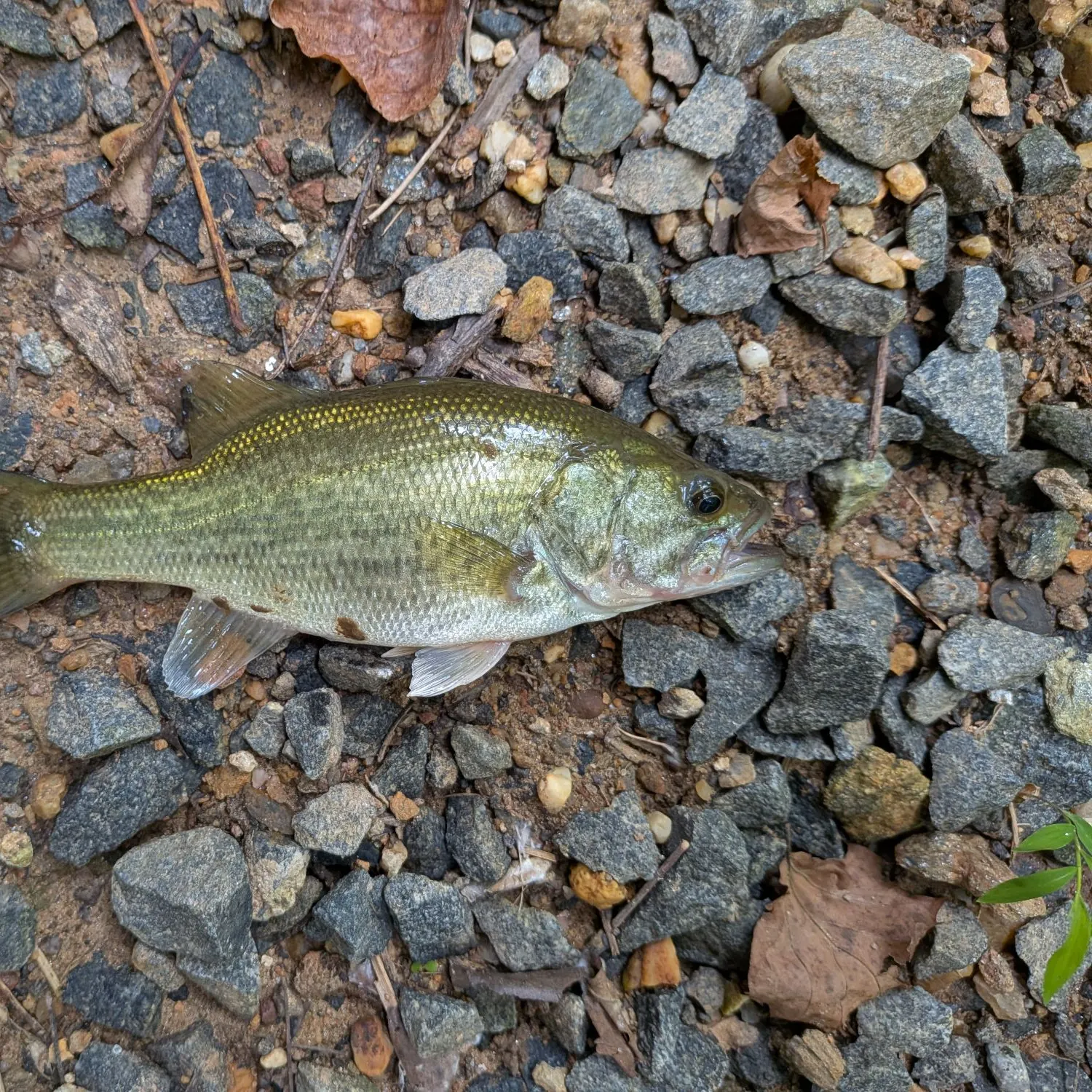 Largemouth bass caught on Fishbrain