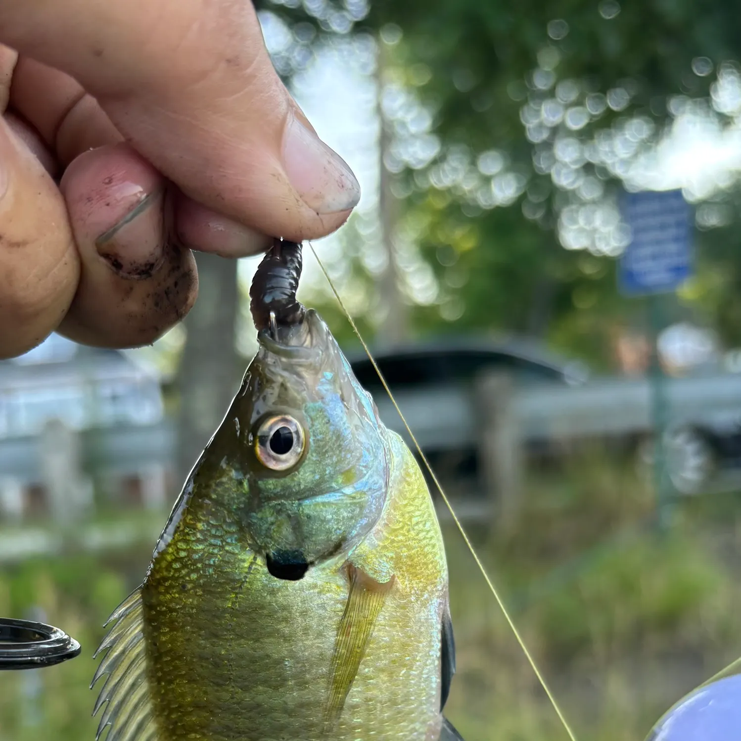 catch
