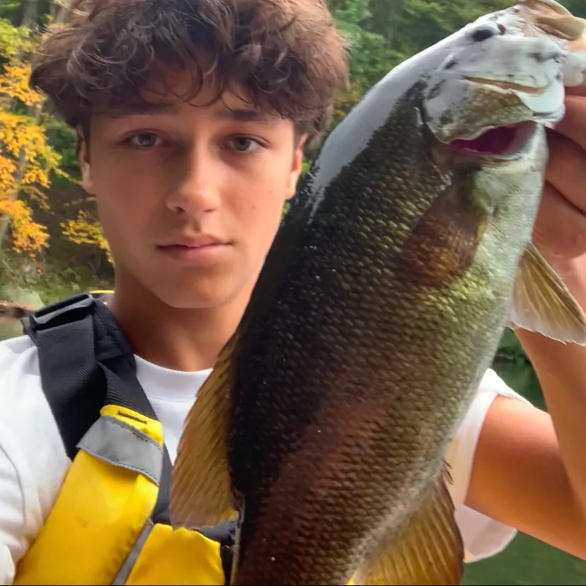 Smallmouth bass caught on Fishbrain