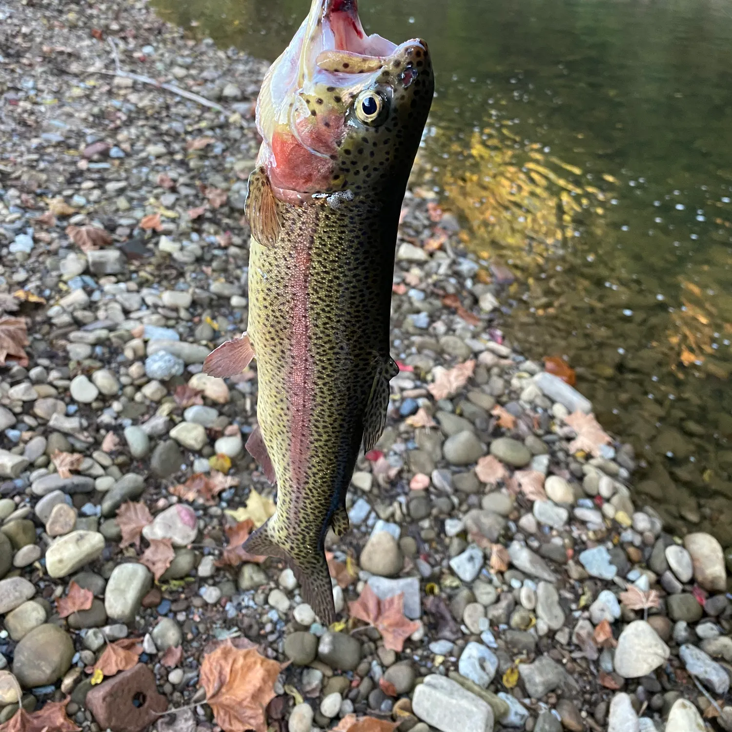 Rainbow trout caught on Fishbrain