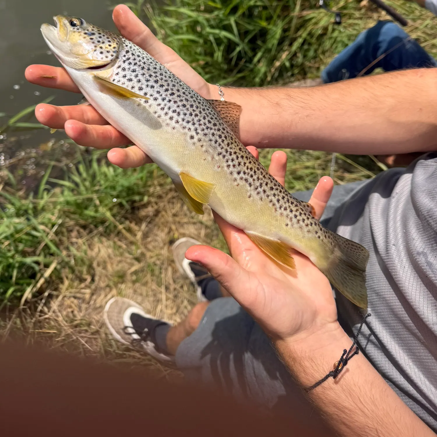 Brown trout caught on Fishbrain