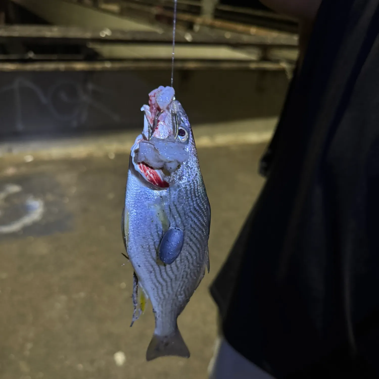 Yellowfin croaker caught on Fishbrain