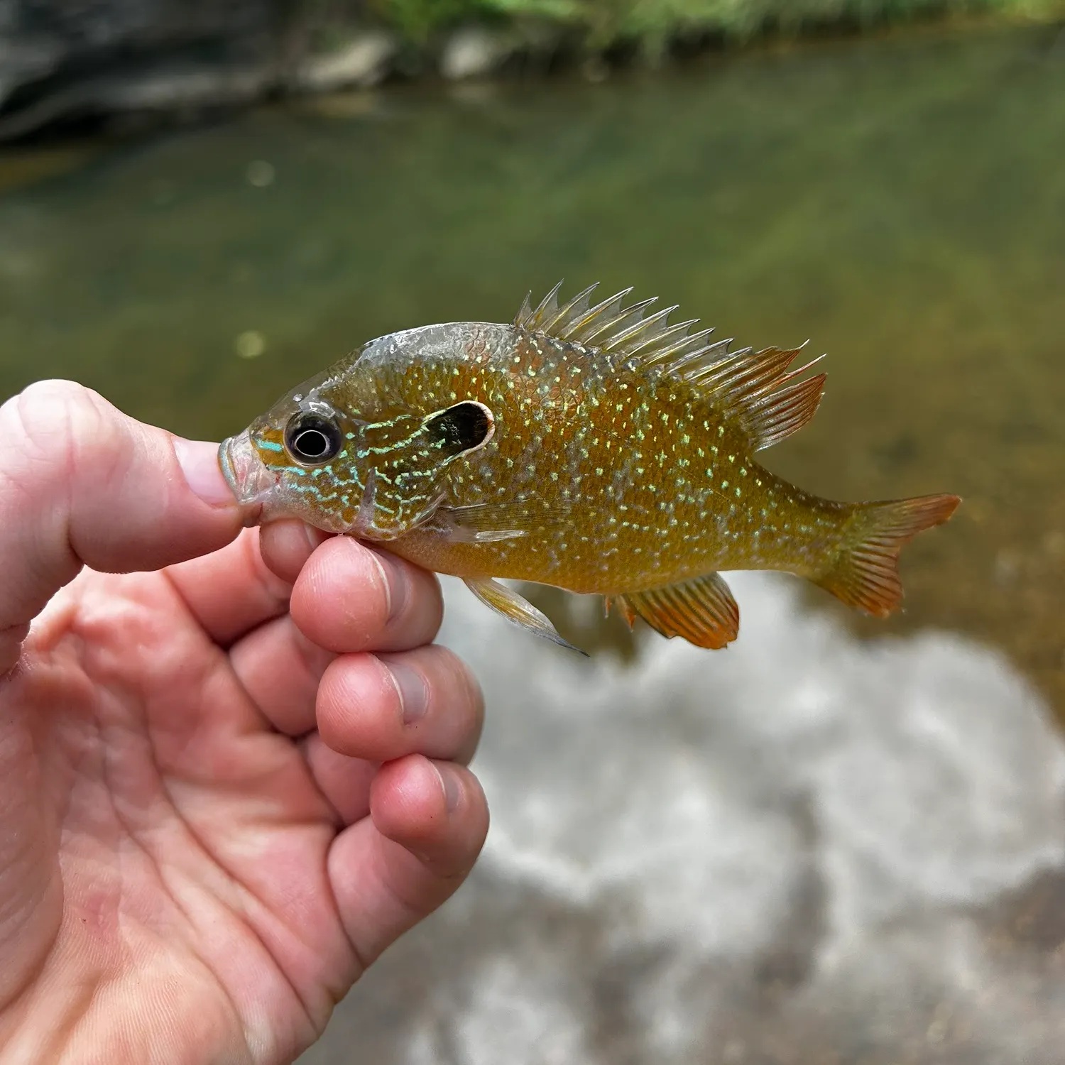 The most recent Longear sunfish catches on Fishbrain