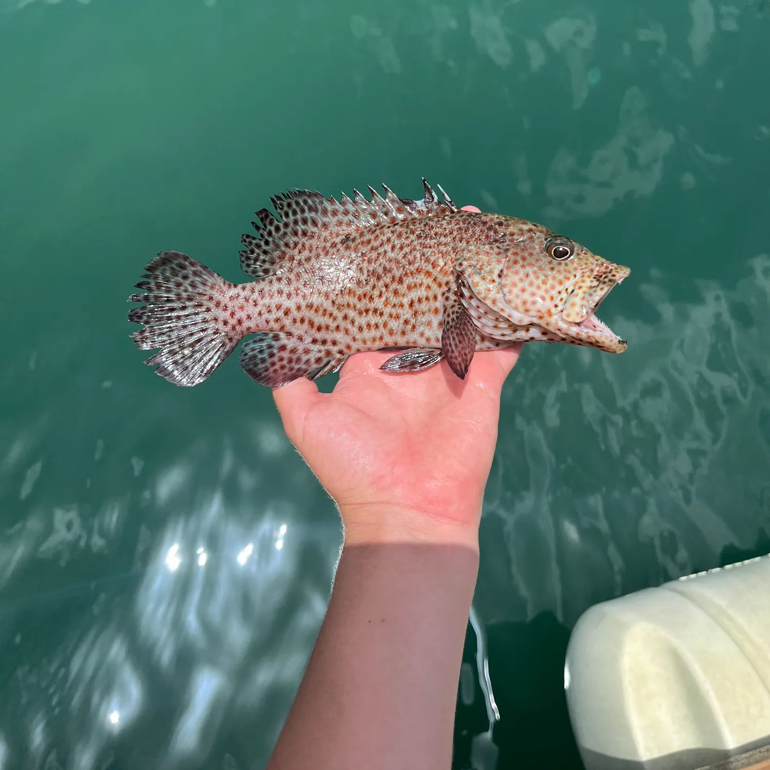 Graysby grouper caught on Fishbrain