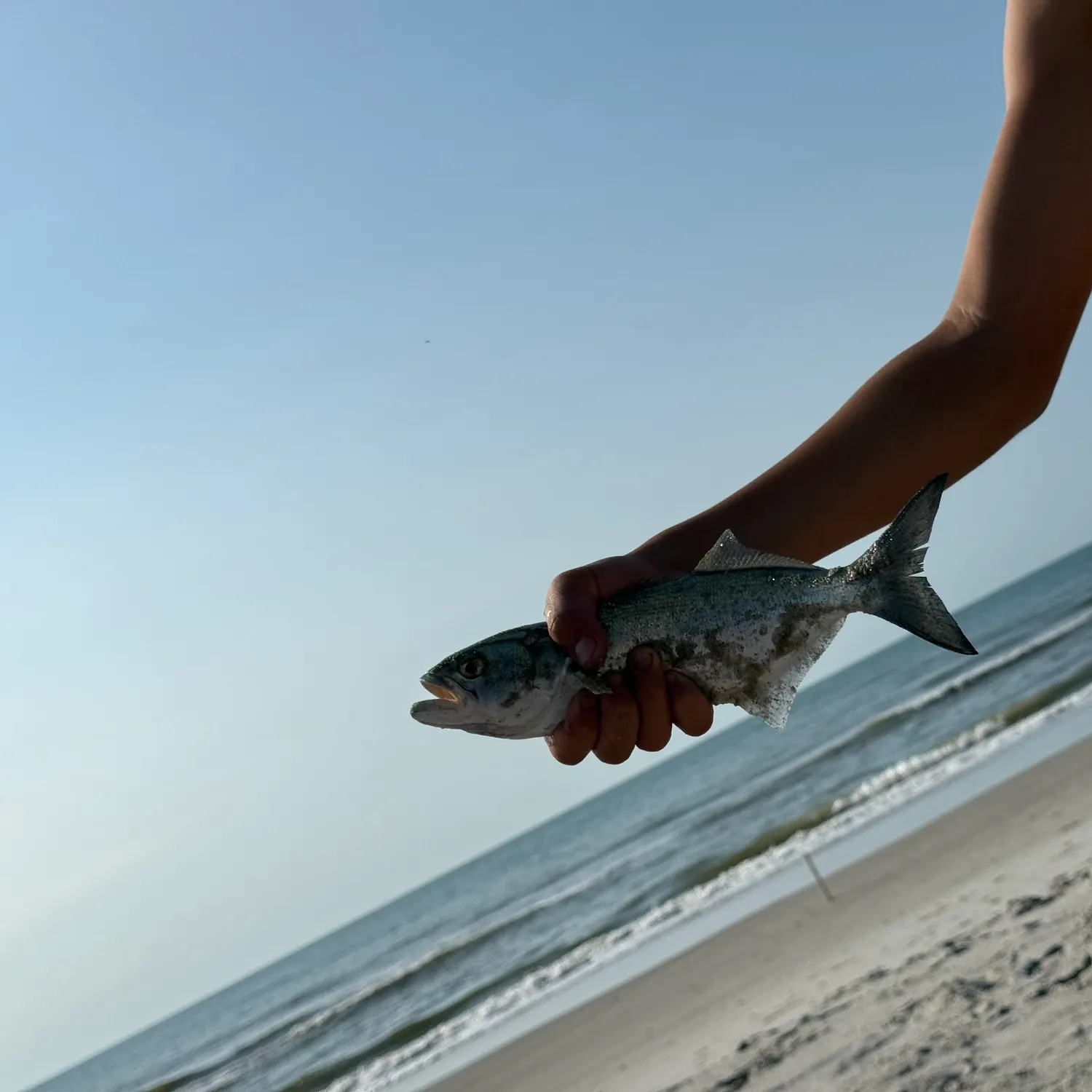 Bluefish caught on Fishbrain