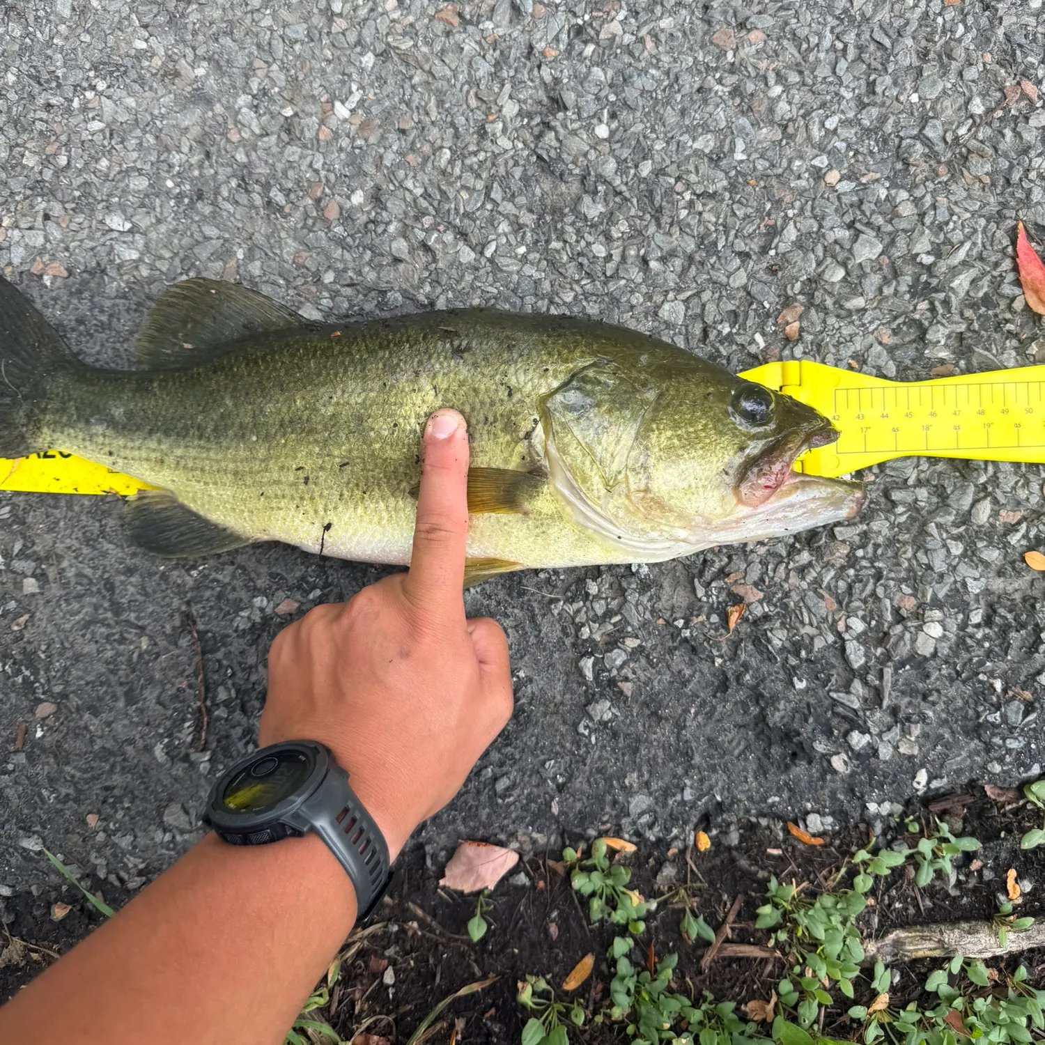 Largemouth bass caught on Fishbrain
