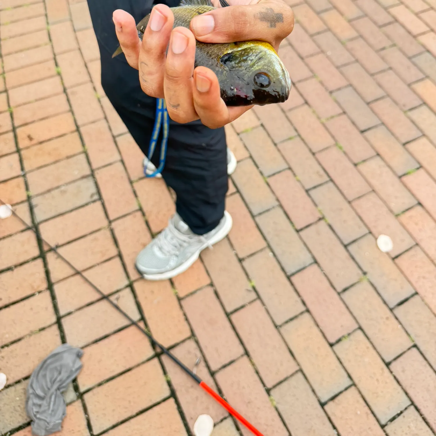 Green sunfish caught on Fishbrain