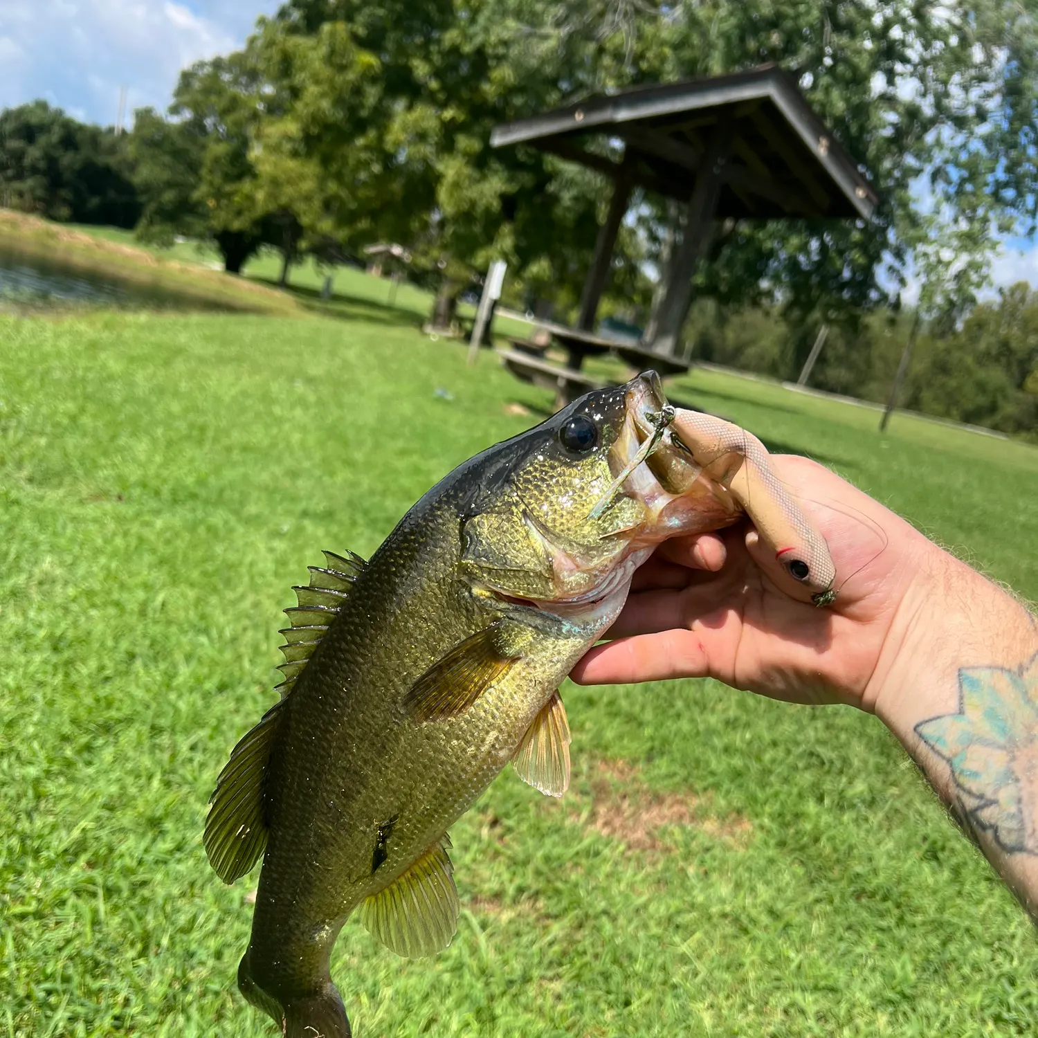 Largemouth bass caught on Fishbrain