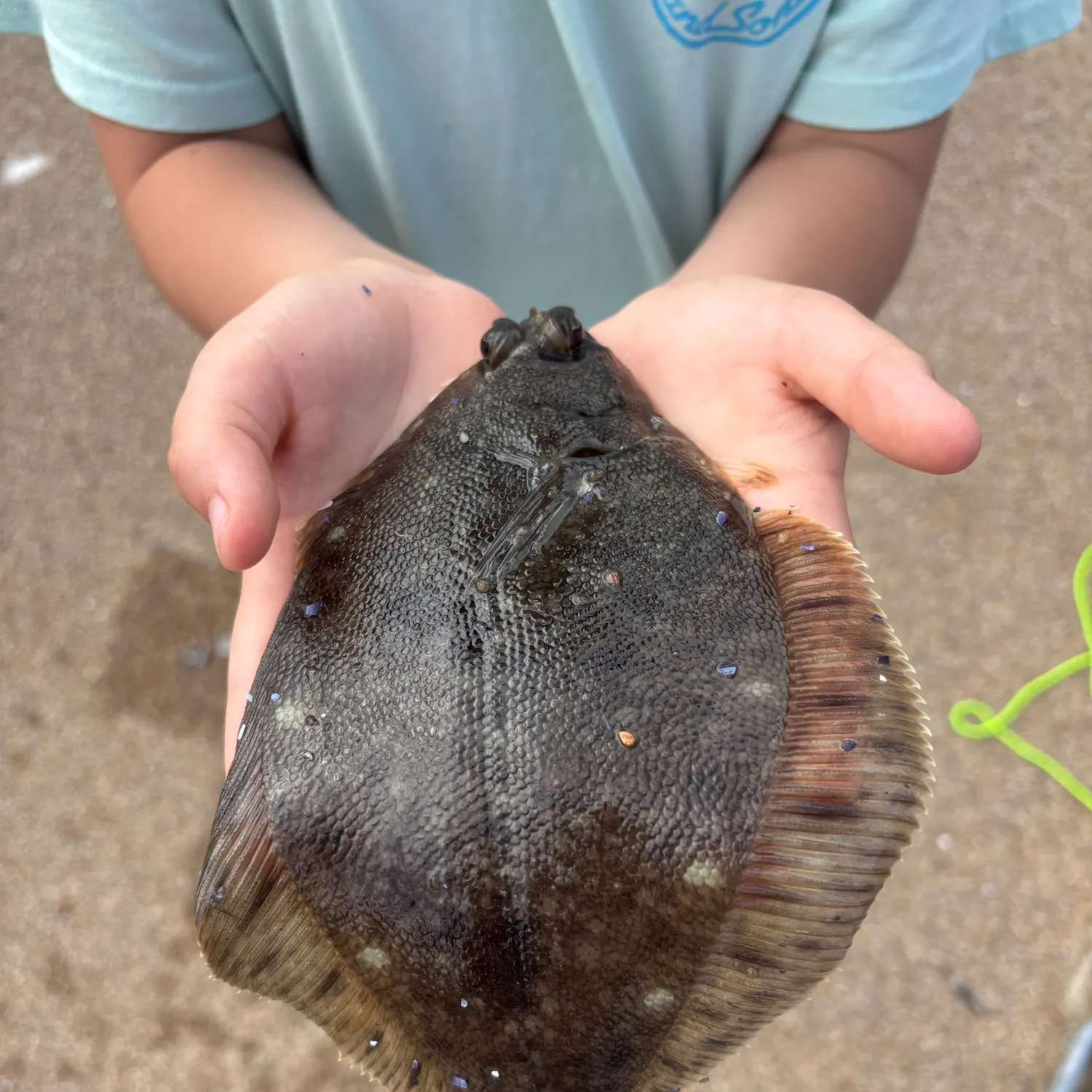 The most recent Stone Flounder catches on Fishbrain