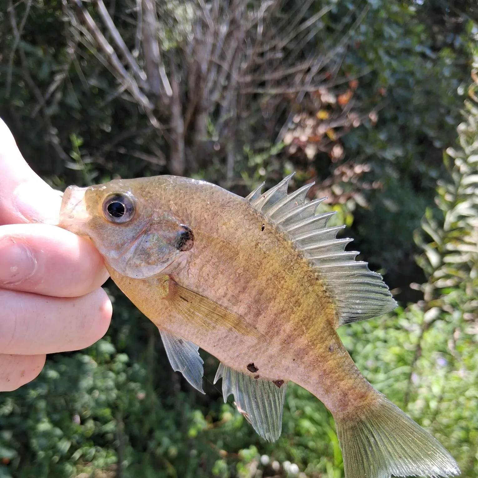 Bluegill caught on Fishbrain