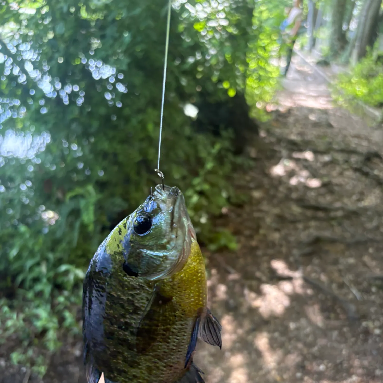 Bluegill caught on Fishbrain