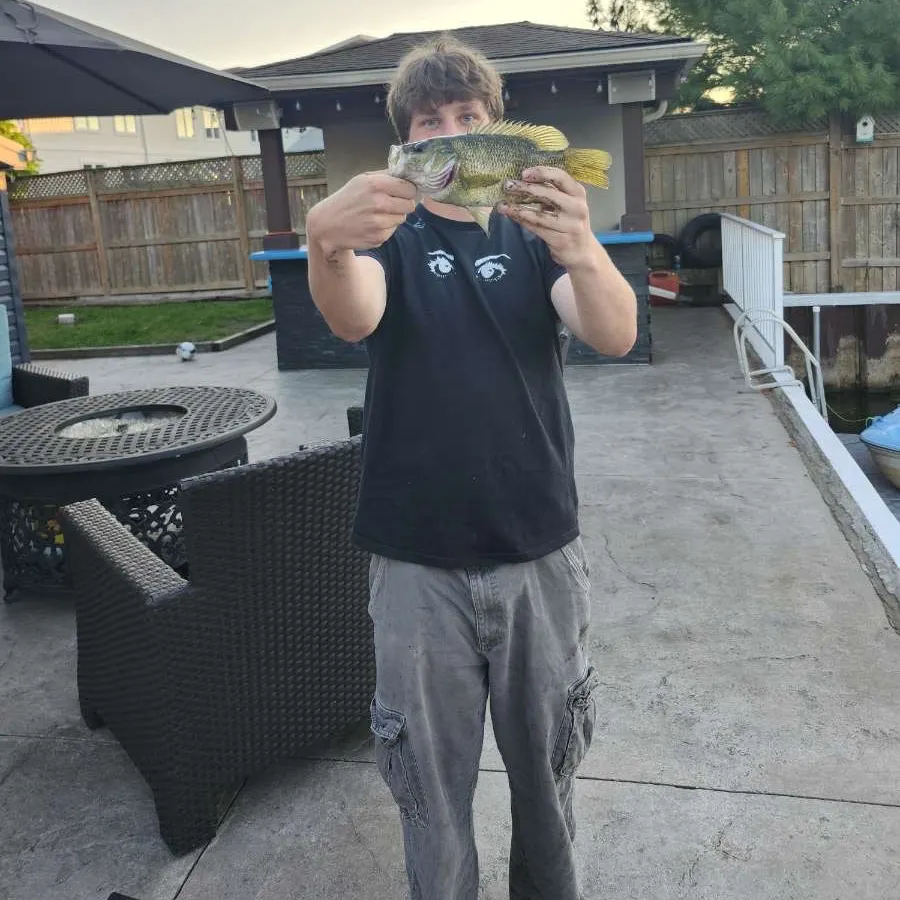 Rock bass caught on Fishbrain