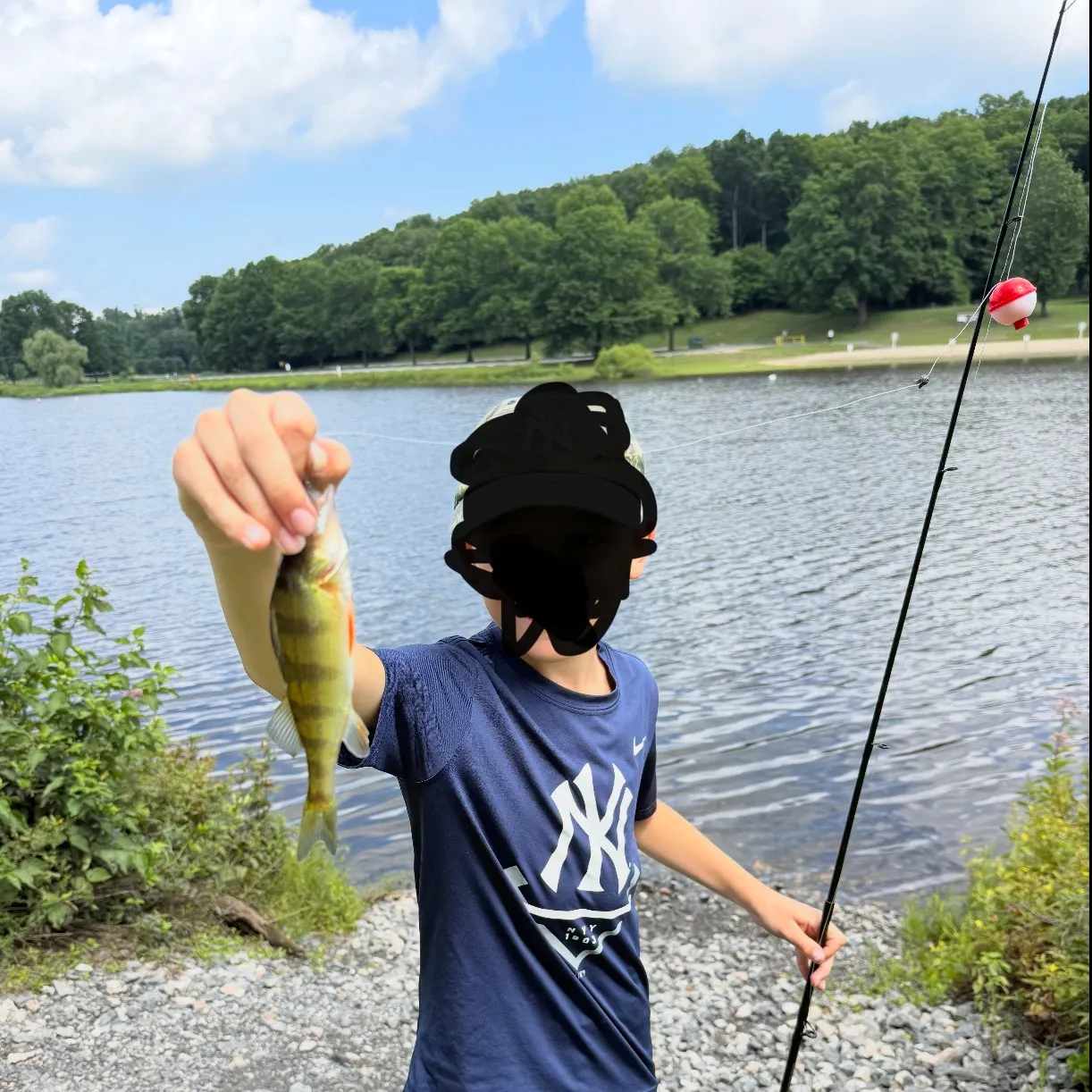 Yellow perch caught on Fishbrain