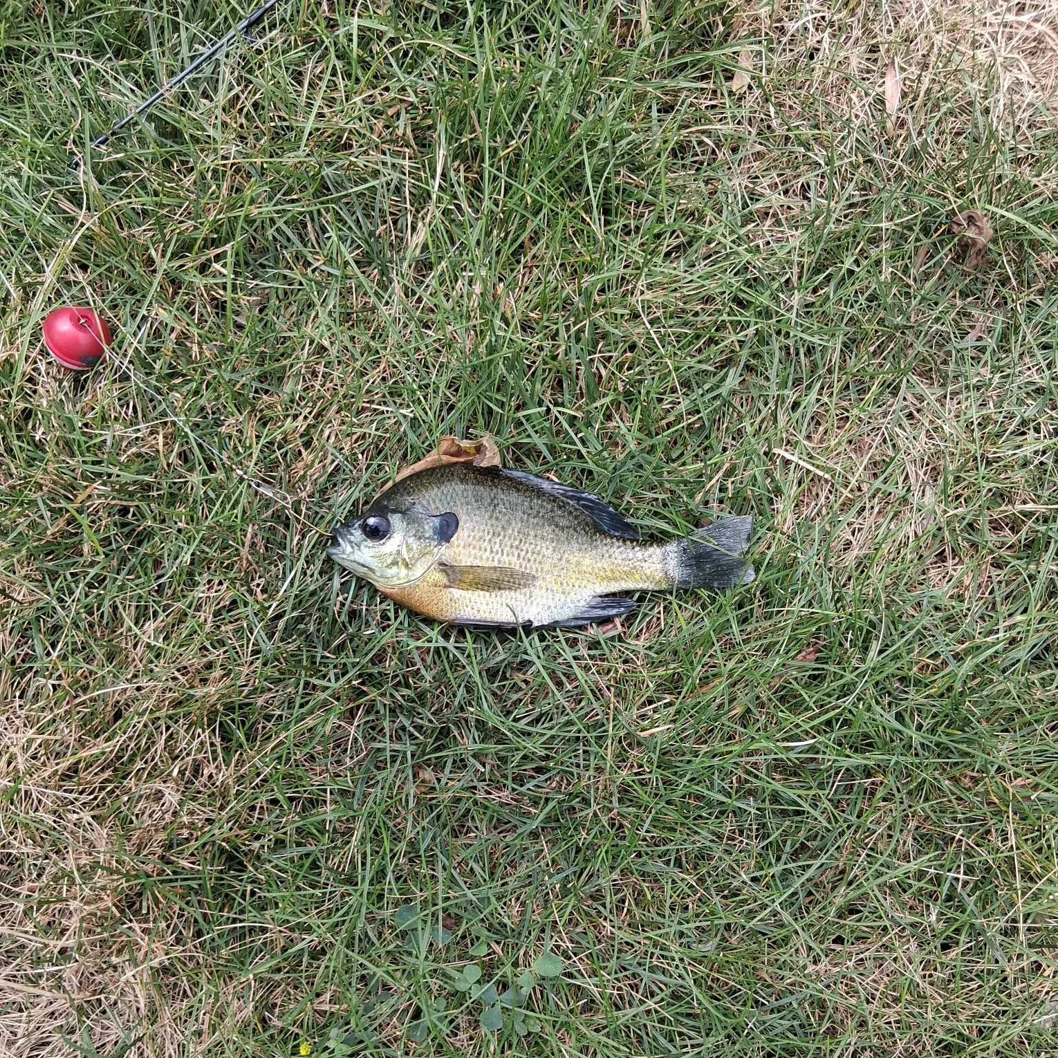 Bluegill caught on Fishbrain