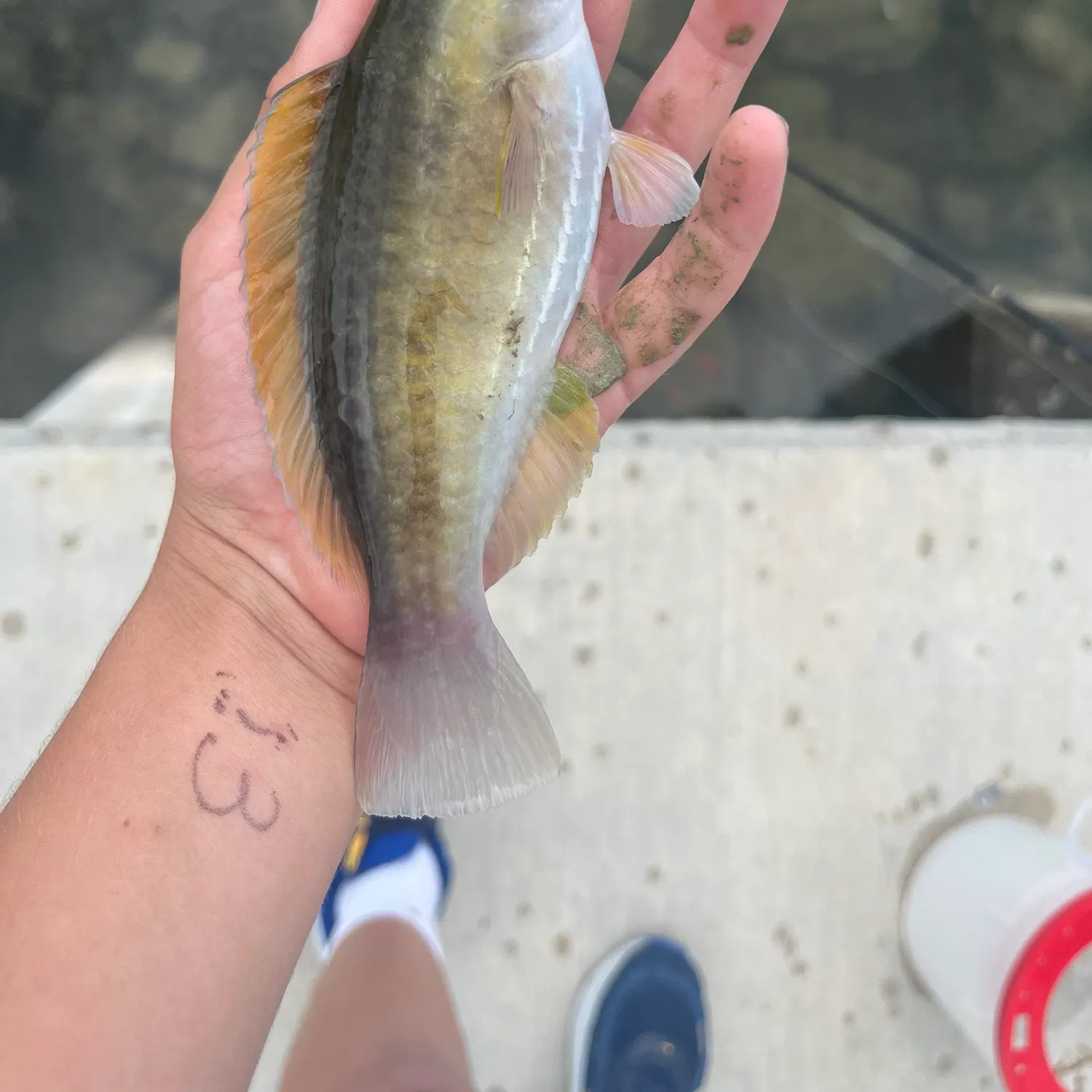 The most recent Princess parrotfish catches on Fishbrain