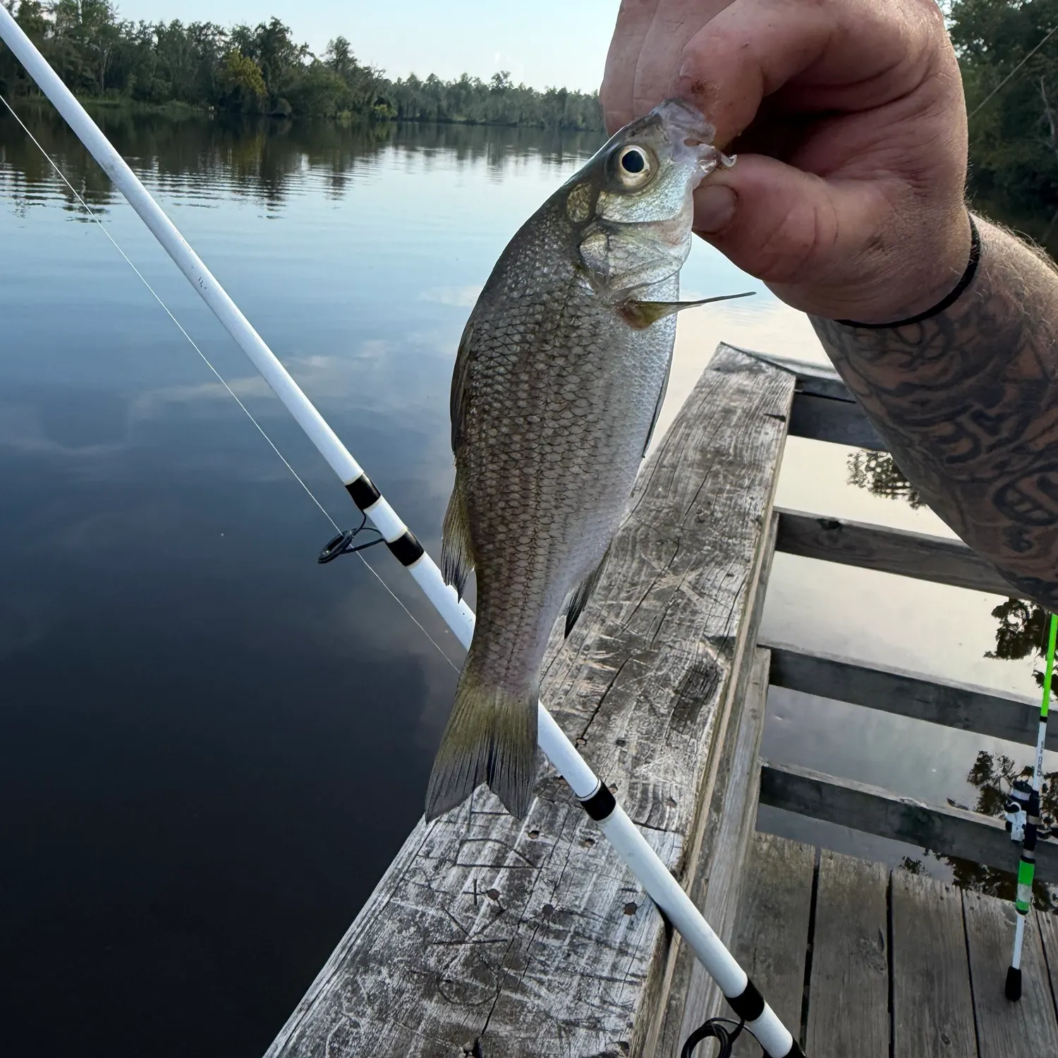 White perch caught on Fishbrain