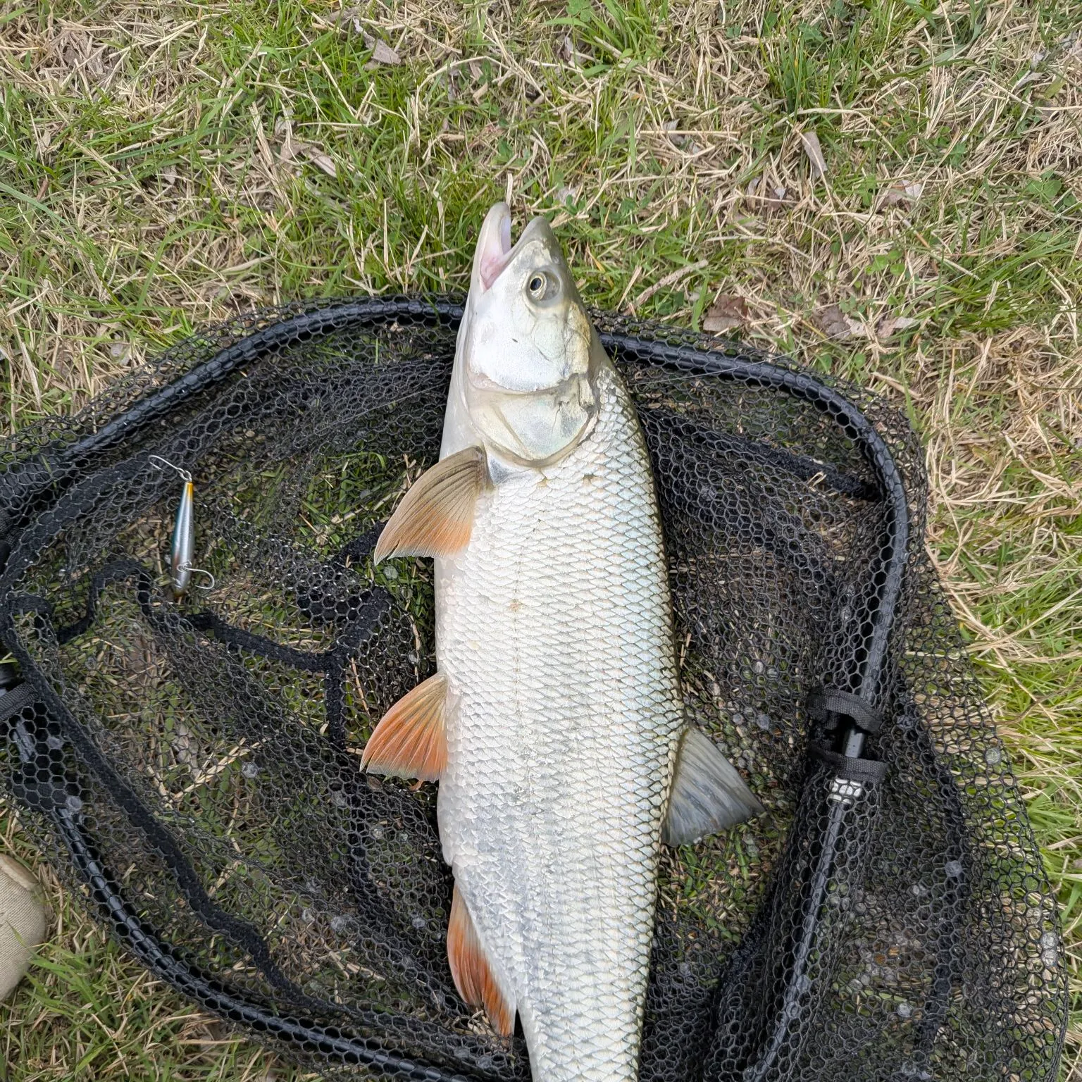 The most recent Asp catches on Fishbrain