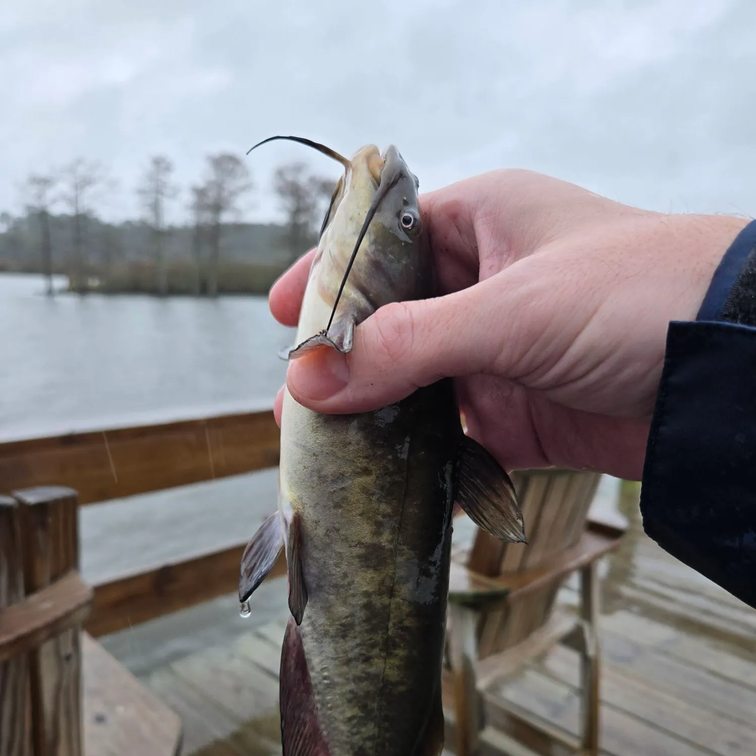 Brown bullhead caught on Fishbrain