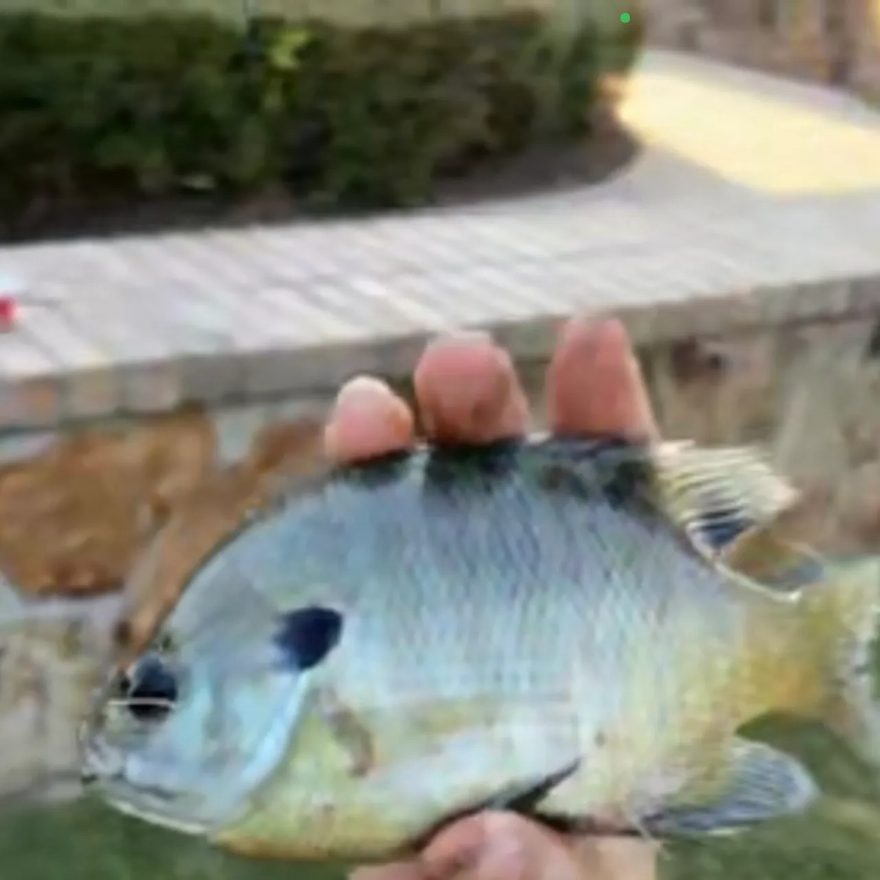 Bluegill caught on Fishbrain
