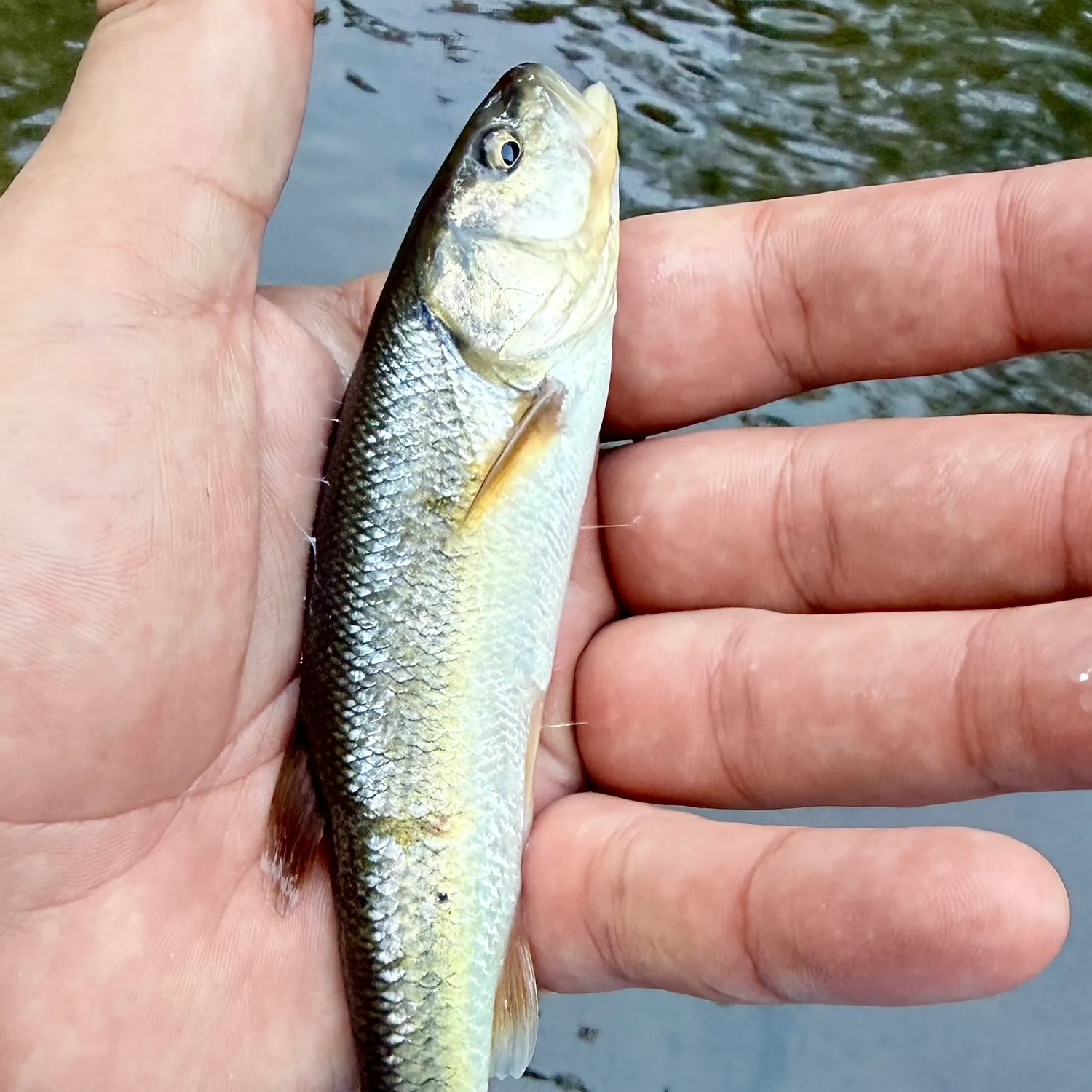 Creek chub caught on Fishbrain