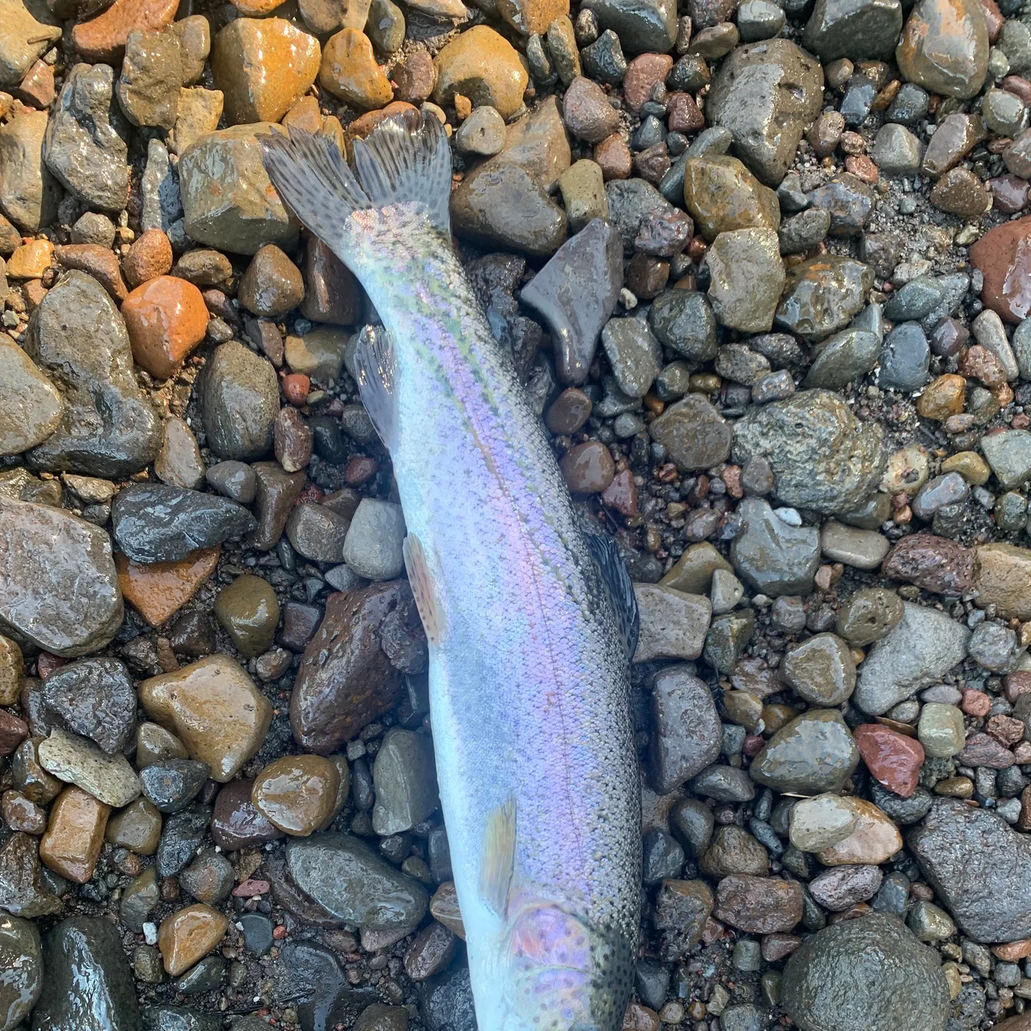 Rainbow trout caught on Fishbrain