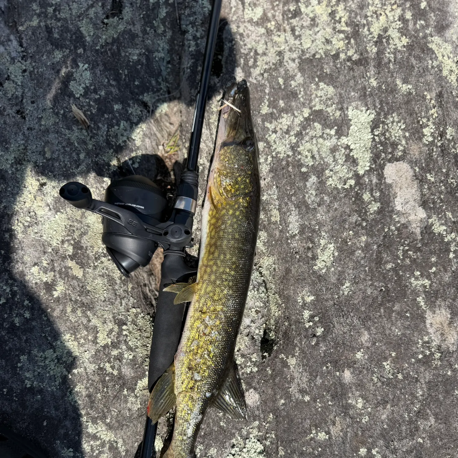 Chain pickerel caught on Fishbrain