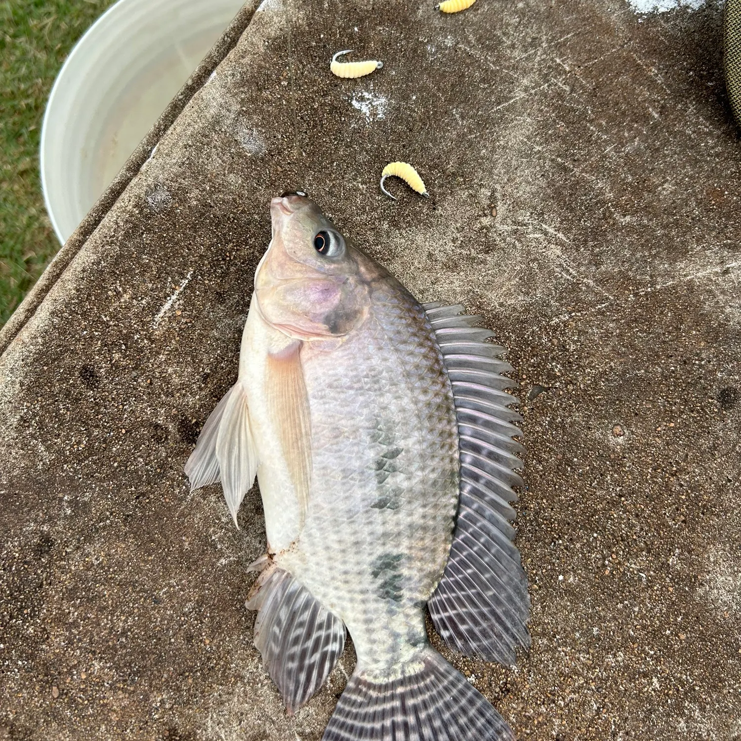 Nile tilapia caught on Fishbrain