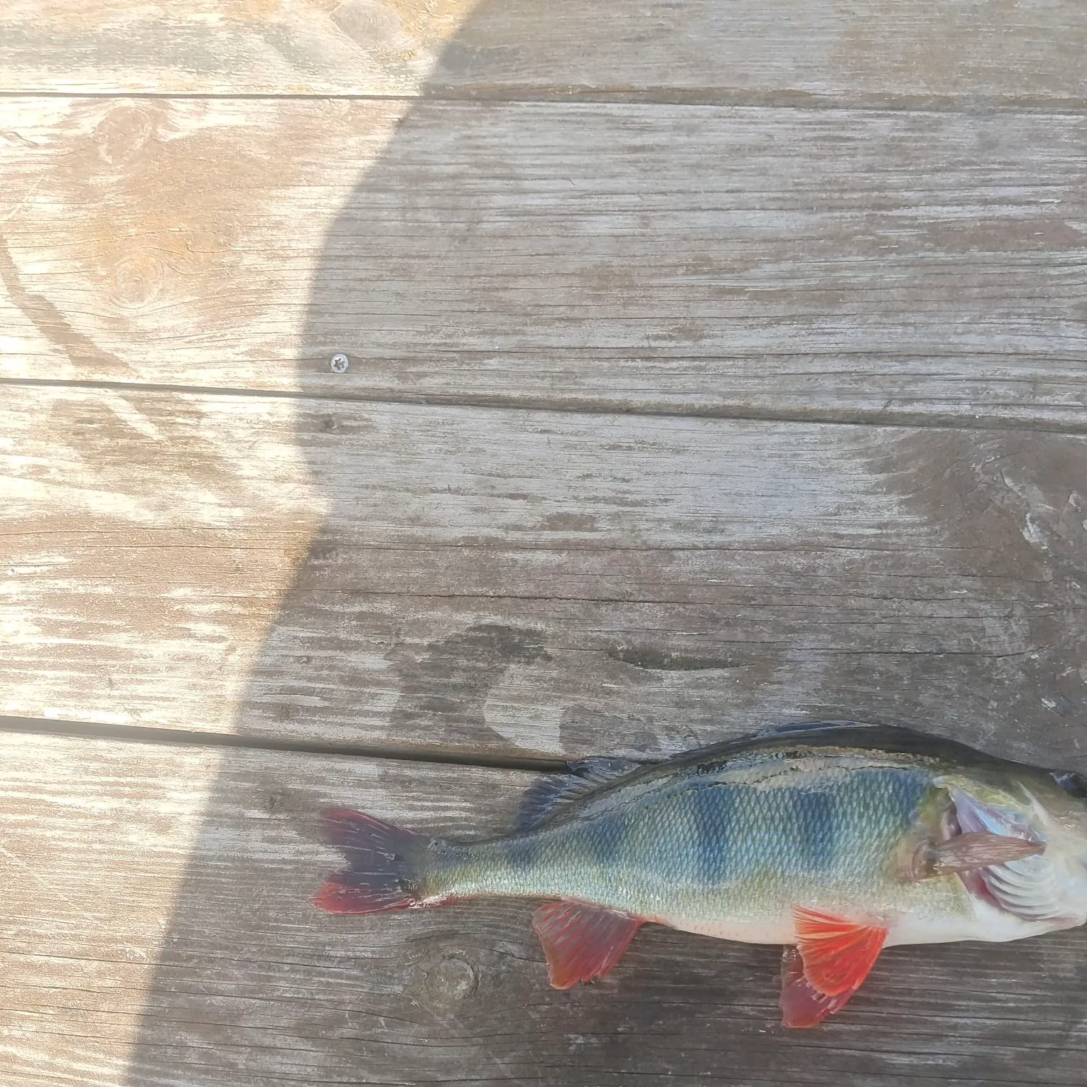 European perch caught on Fishbrain