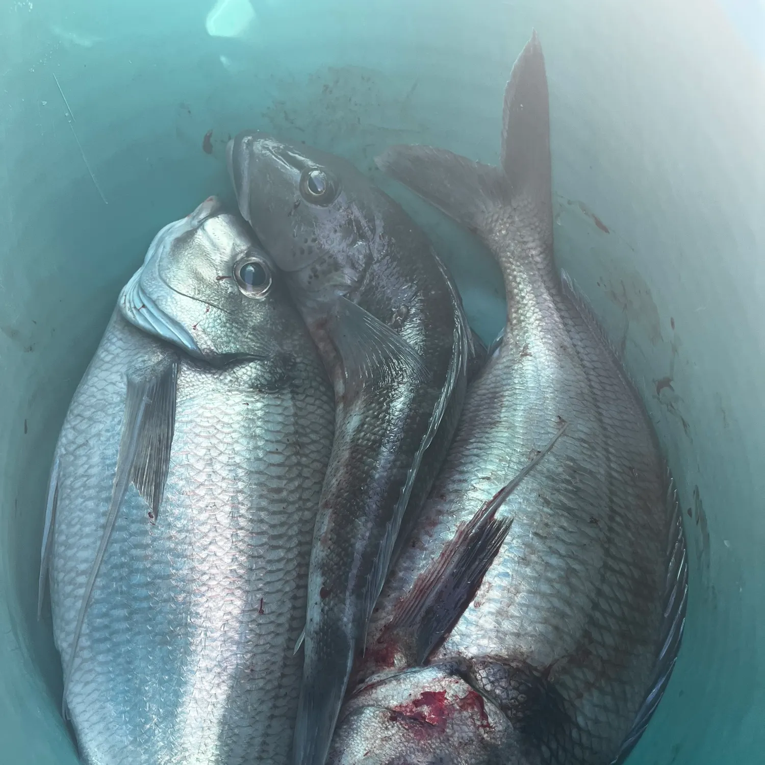 The most recent Jackass morwong catches on Fishbrain