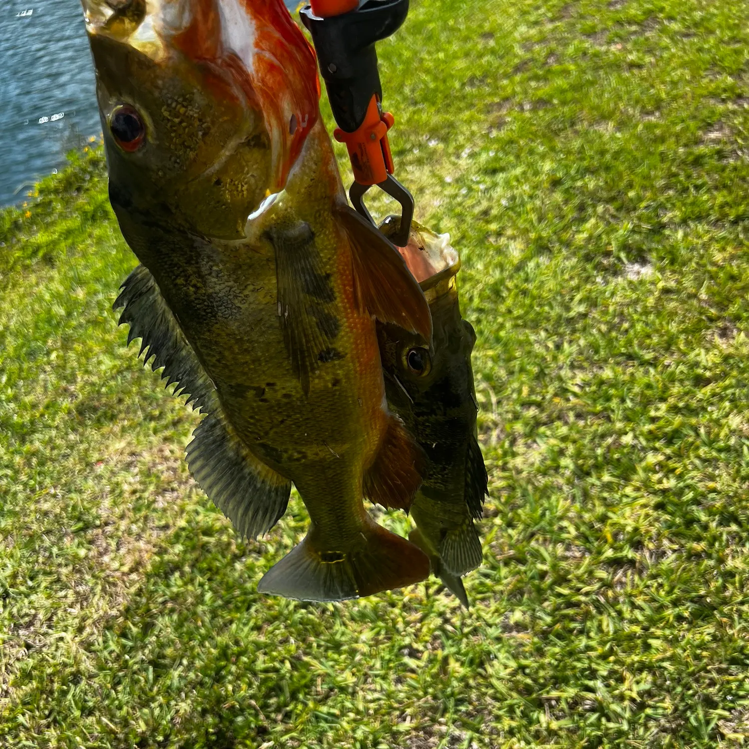 catch