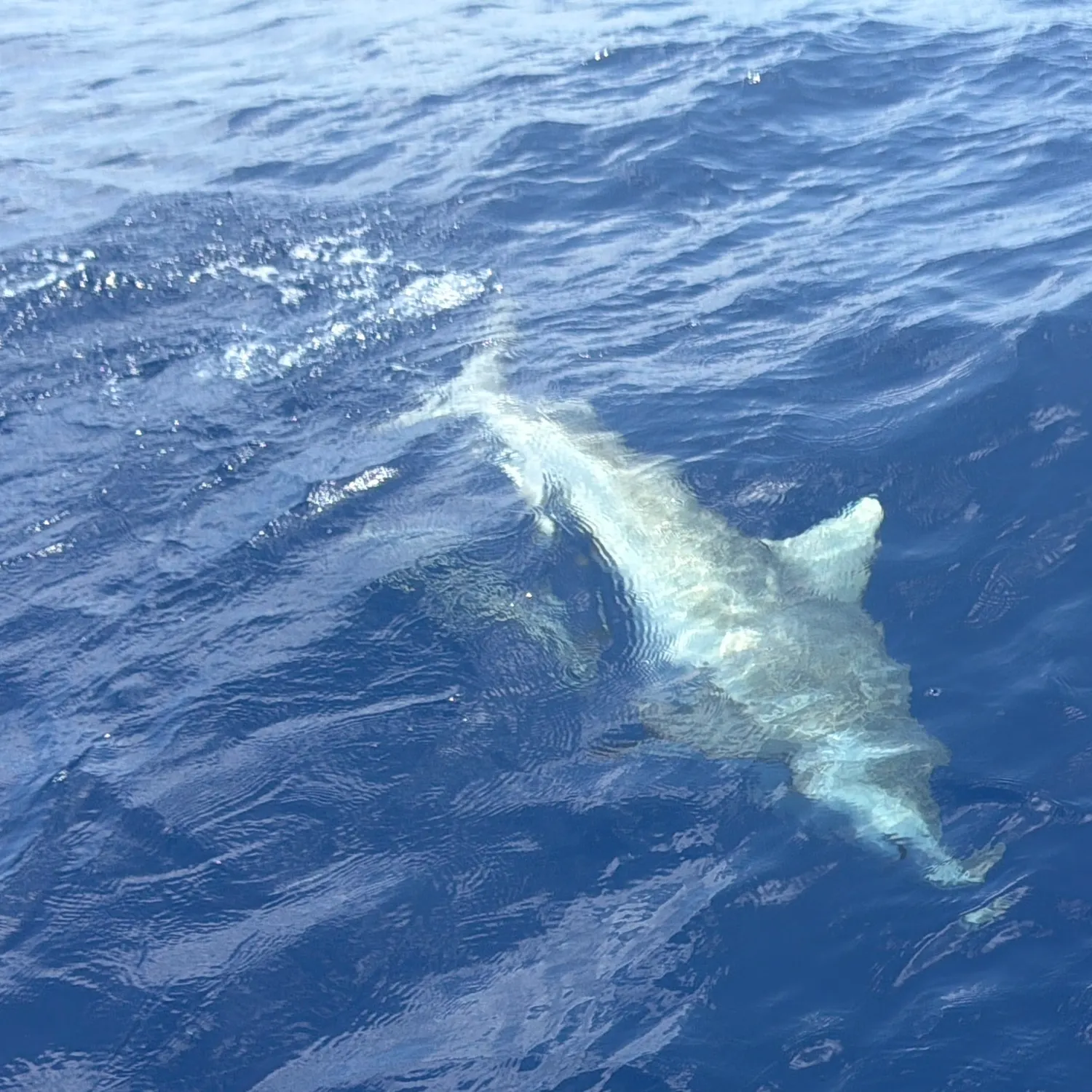The most recent Silvertip shark catches on Fishbrain