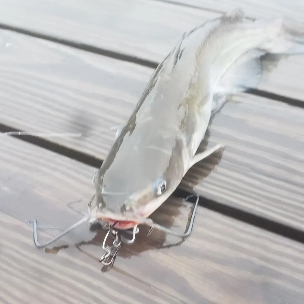 Channel catfish caught on Fishbrain