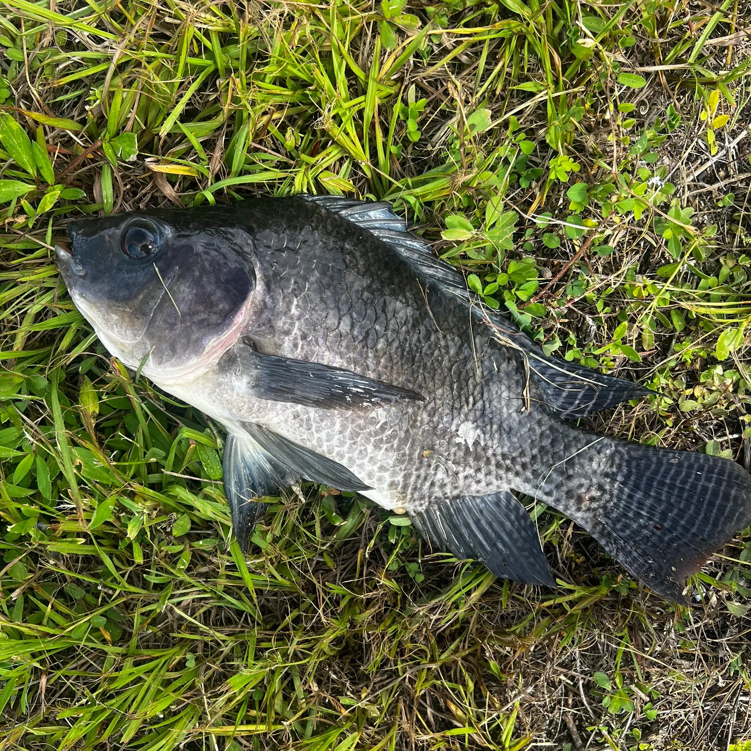 The most recent Nile tilapia catches on Fishbrain